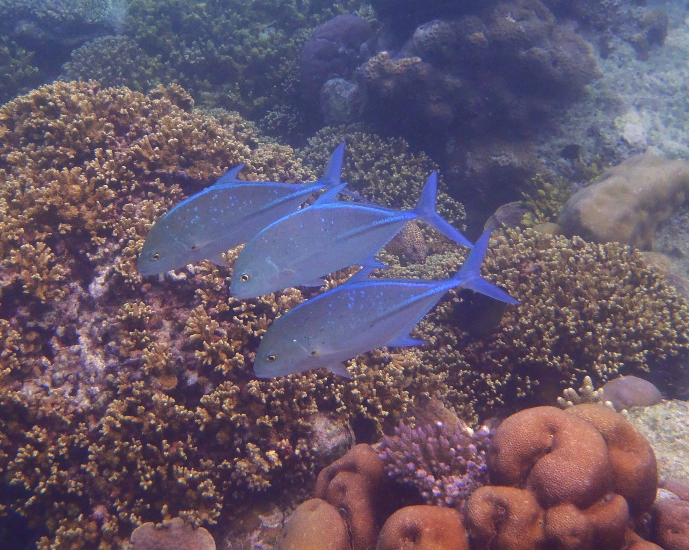 koraal malediven