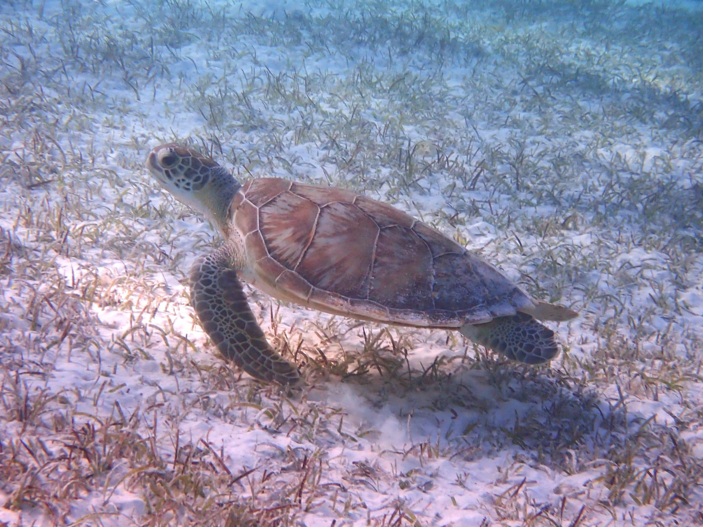 schildpad Bonaire 1 | duik- en snorkelplekken | Wereldreizigers.nl