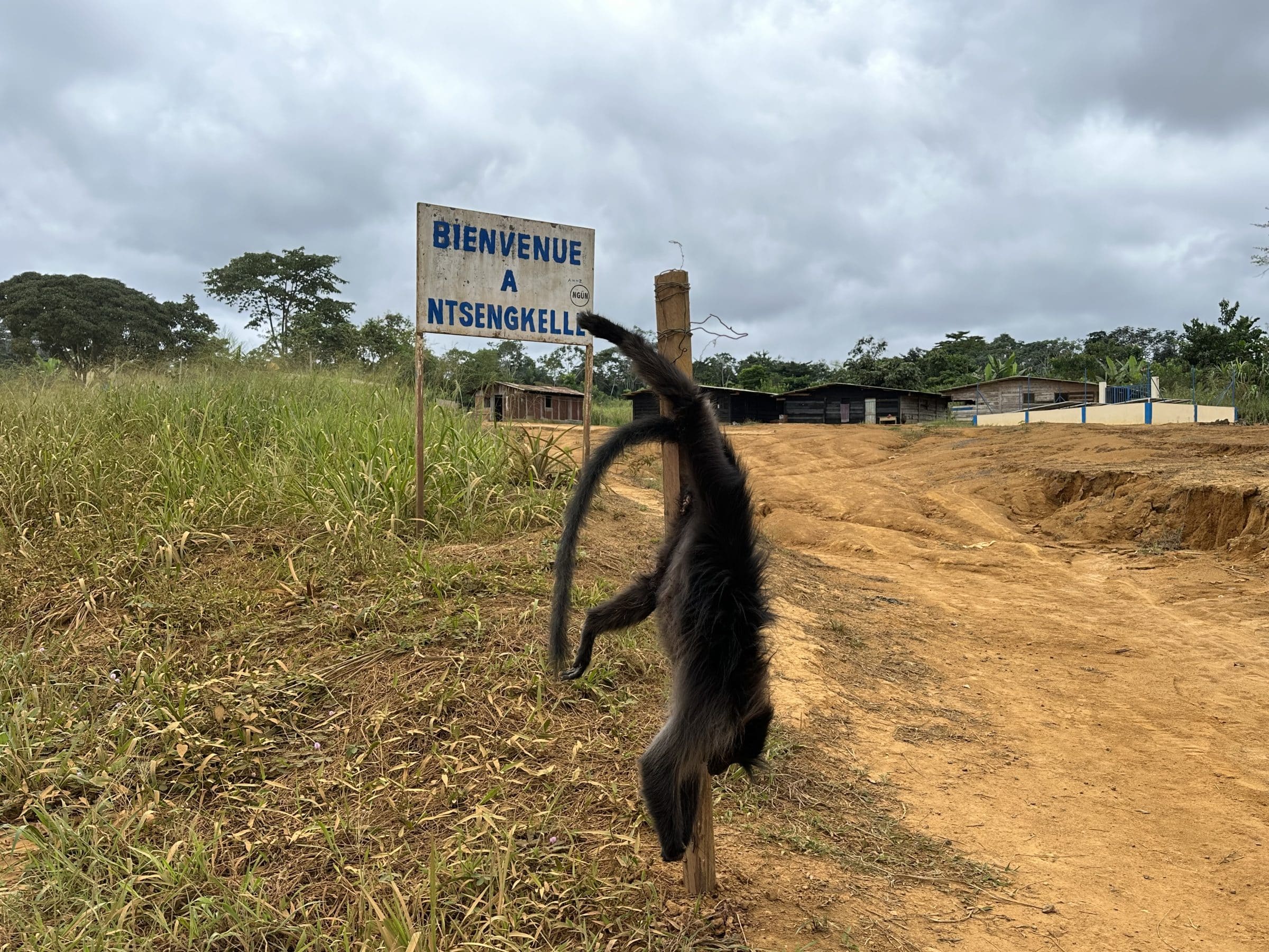 Opica naprodaj | Pristanek v Gabonu