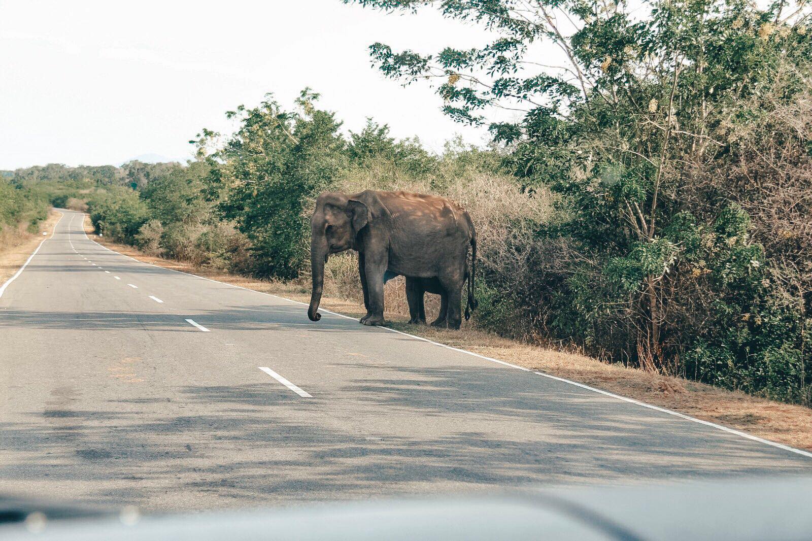 Een foto van hoe het wél moet: olifanten spotten in het wild in Sri Lanka