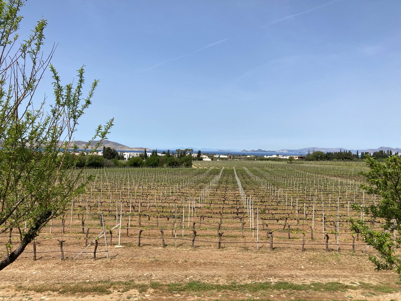 Vinska polja na Kosu