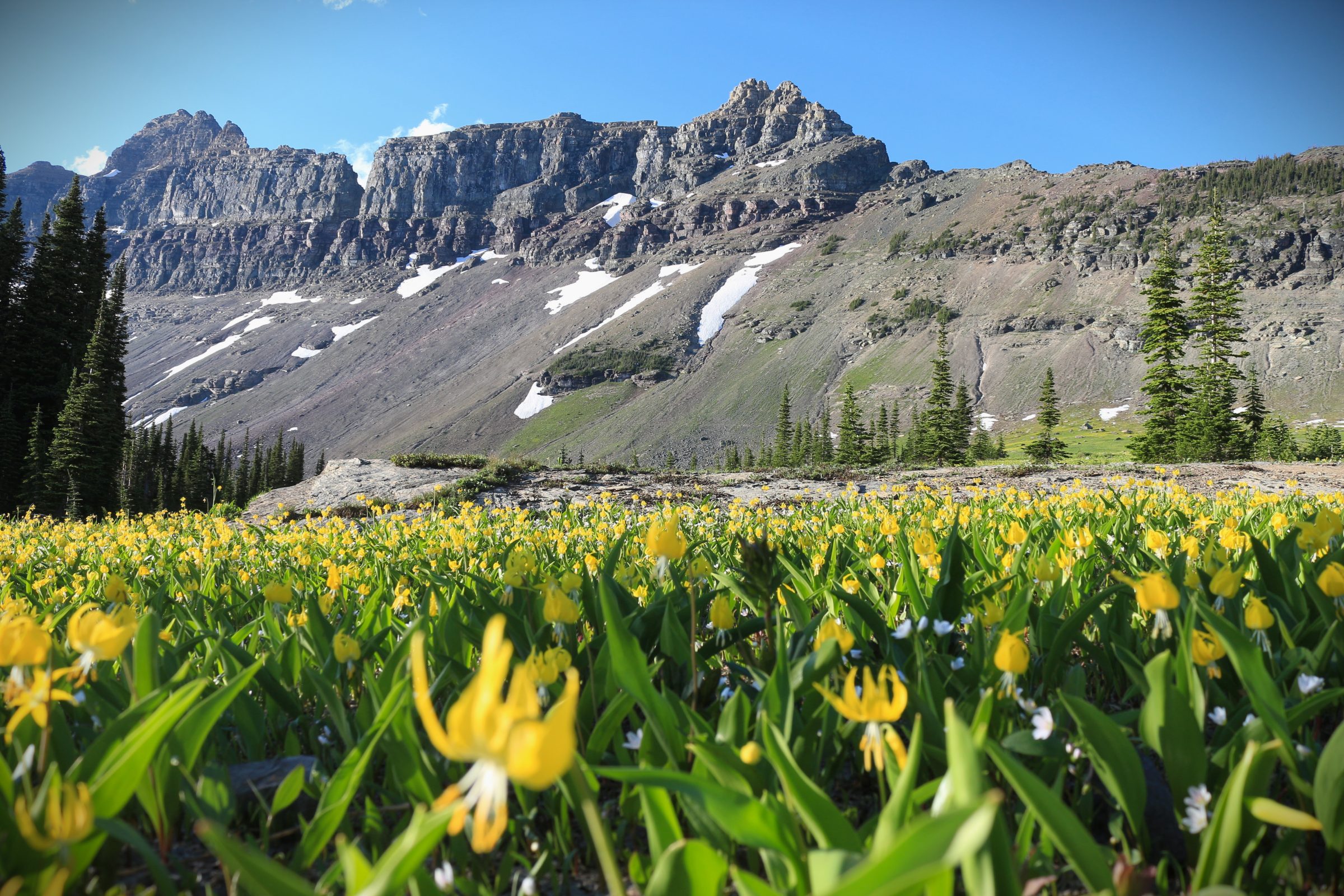 Glacier Lily in Glacier National Park Montana