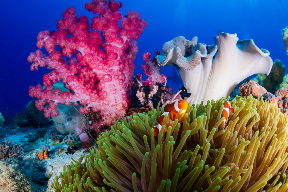 Kleurrijk koraalrif in Bohol | 7x sportief het nieuwe jaar in
