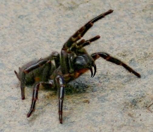 Funnel Web Spider | Tirin na Wikipediji na engleskom jeziku, CC BY-SA 3.0
