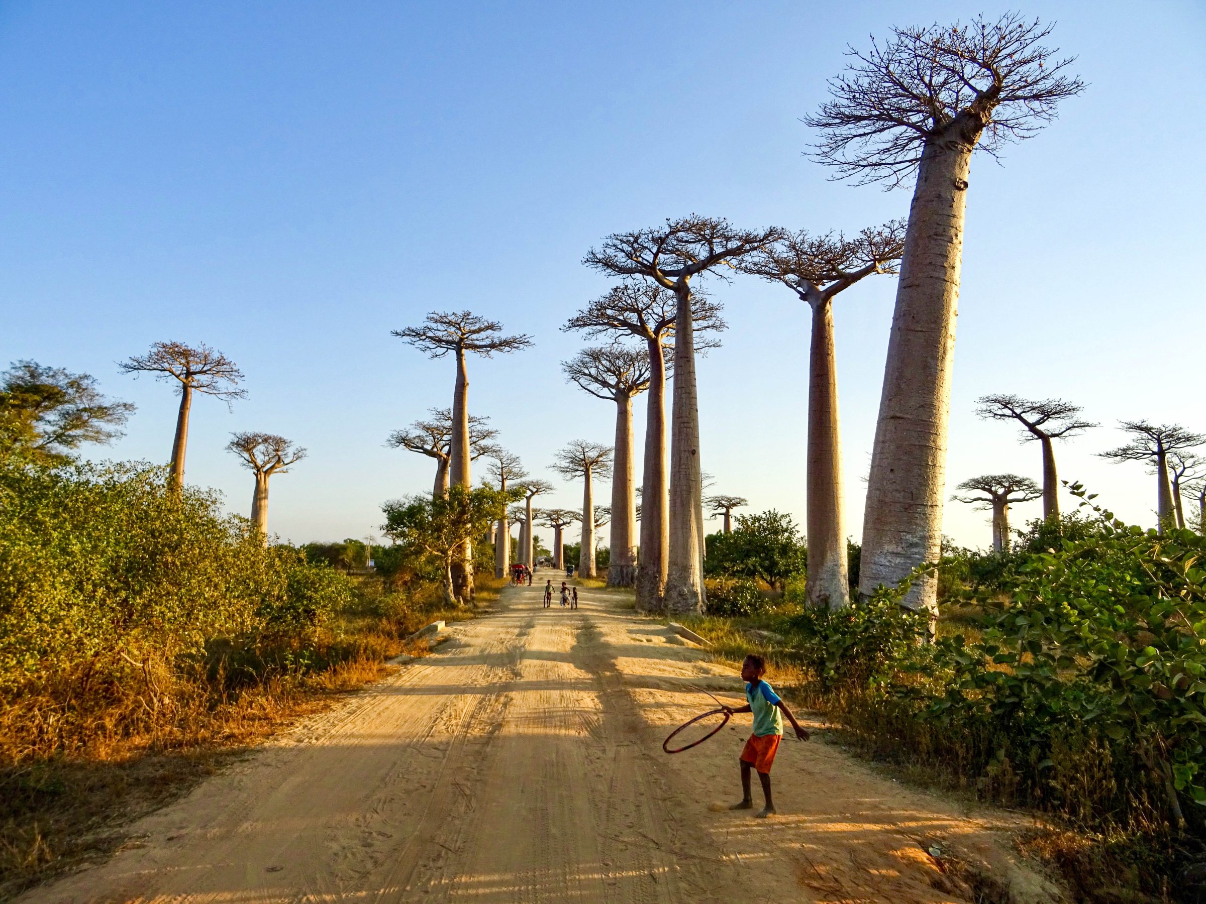 Baobab allee Morondava