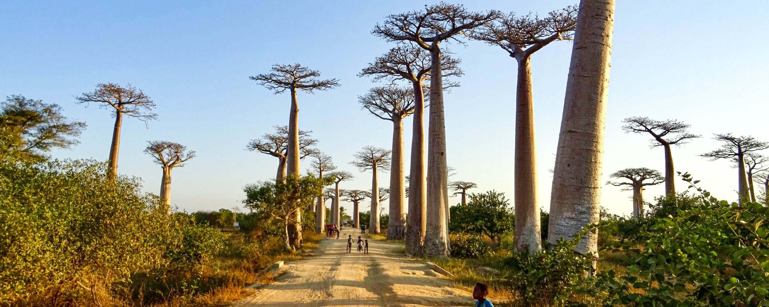 Baobab-laan-Morondava