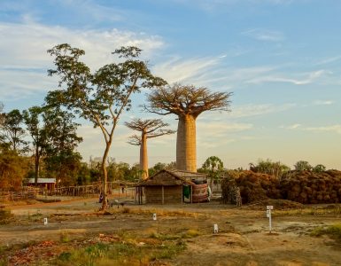 Baobabs-in-Kirindy-Village