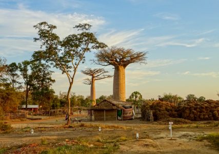 Aldeia dos Baobás em Kirindy