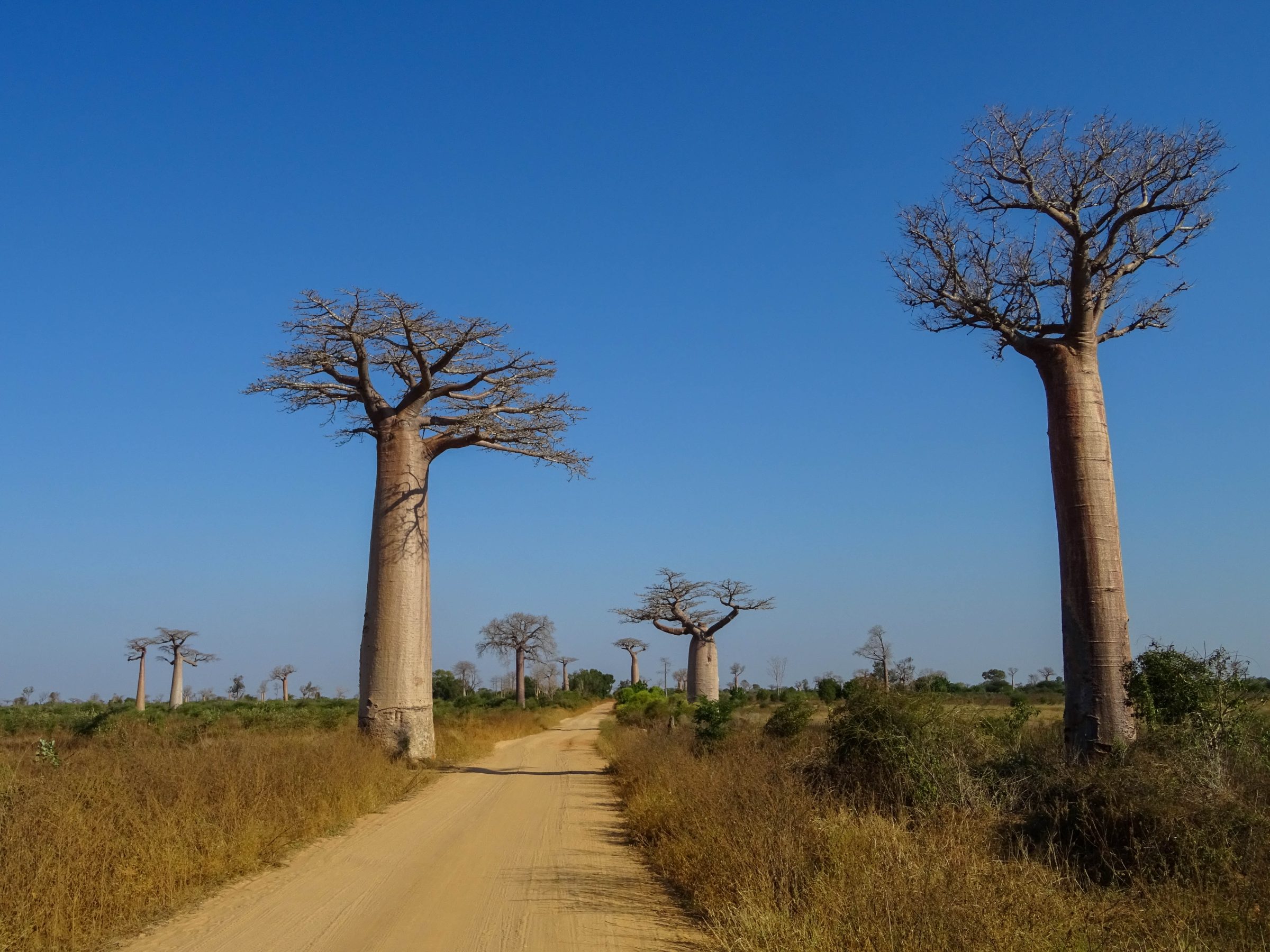 Baobabs in Menabe district