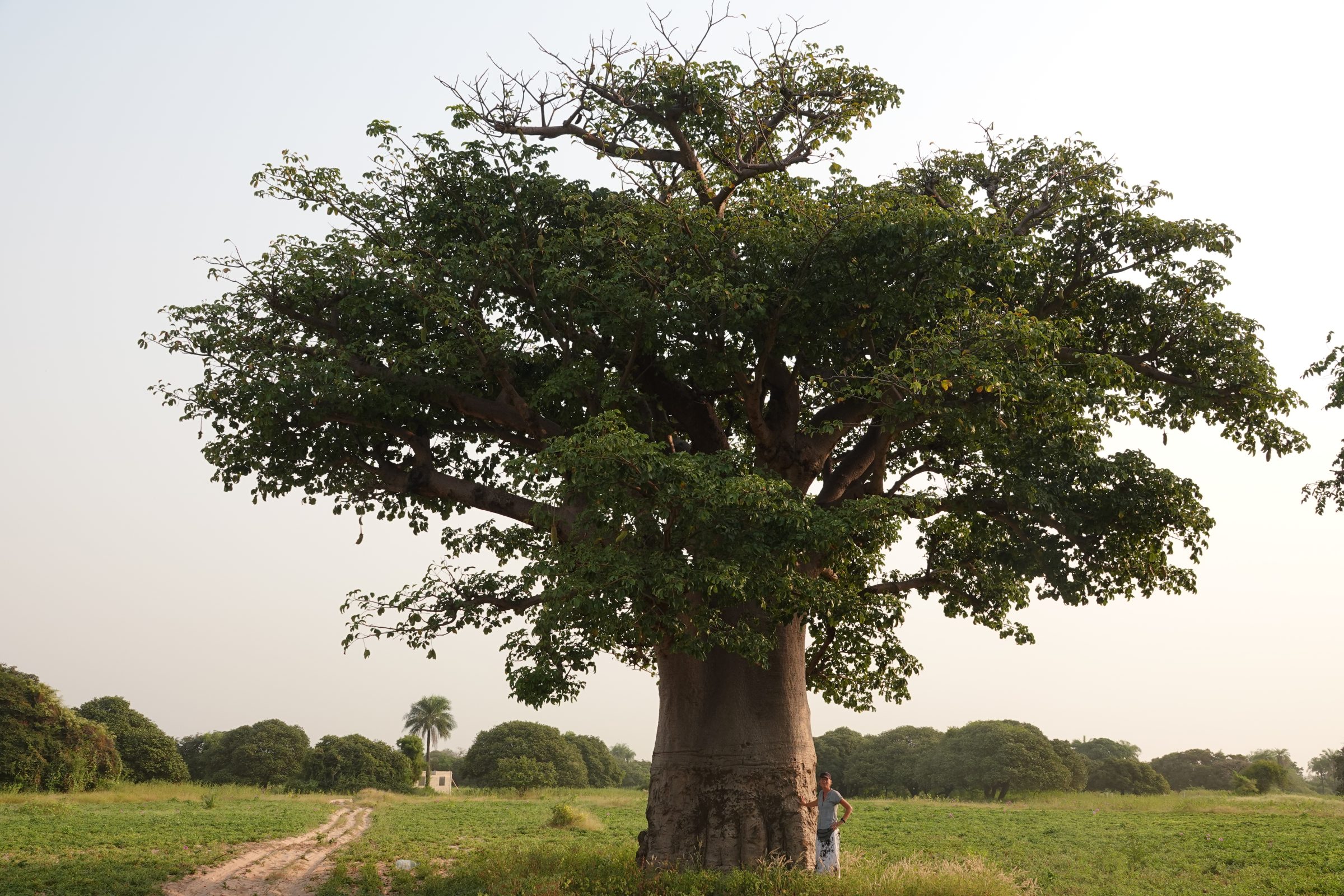 Affenbrotbaum | Auf dem Landweg im Senegal