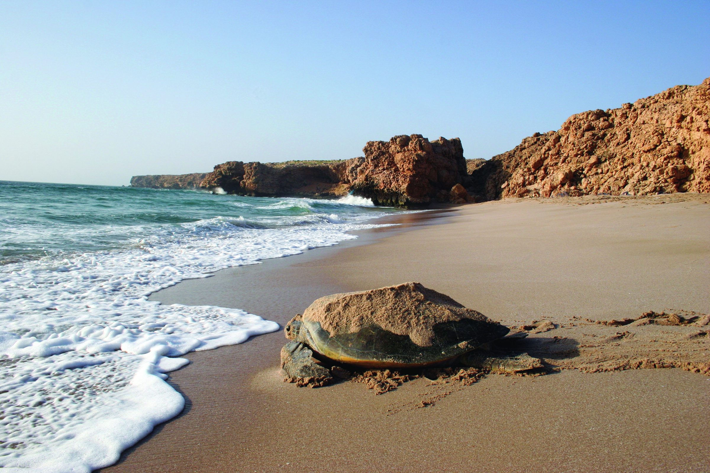 Een groene schildpad in Ras Al Jinz