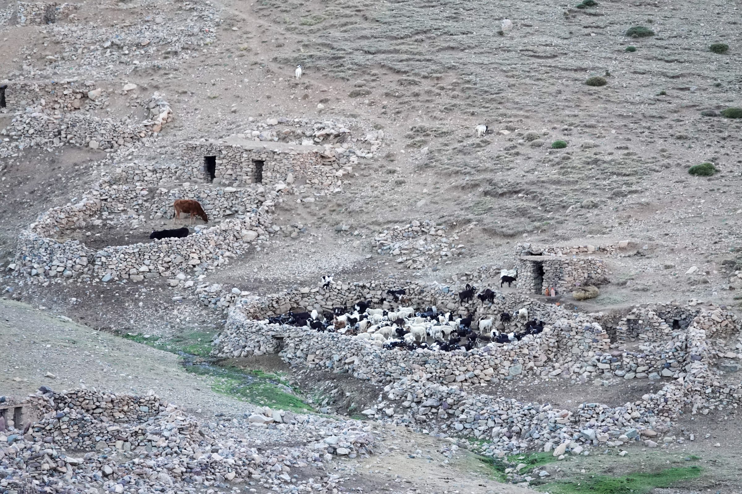 Berberské domy s chovem ovcí