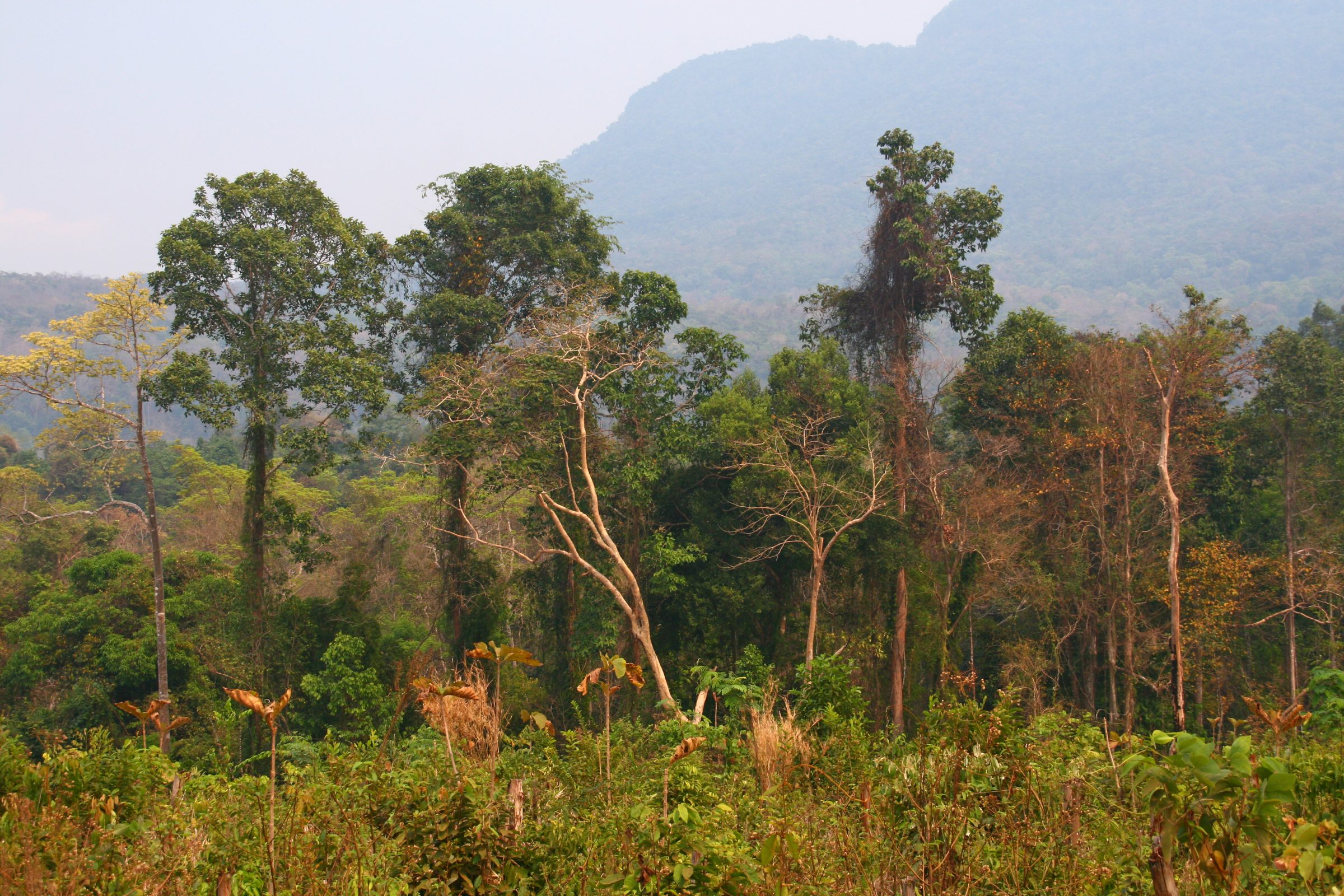 Het Bolaven plateau | De mooiste natuur van Laos