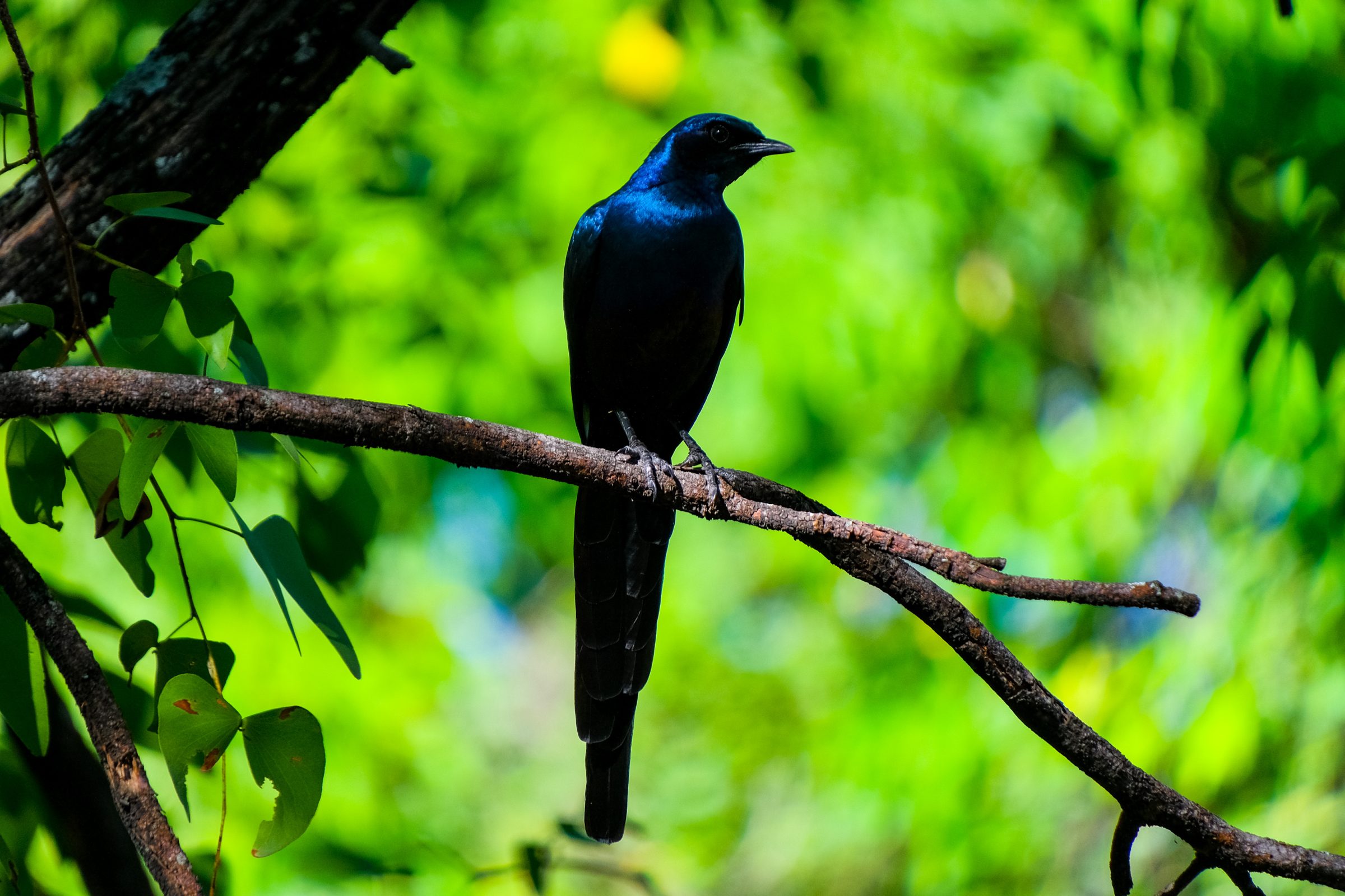Prachtige zwart-blauw vogel in Chobe National Park