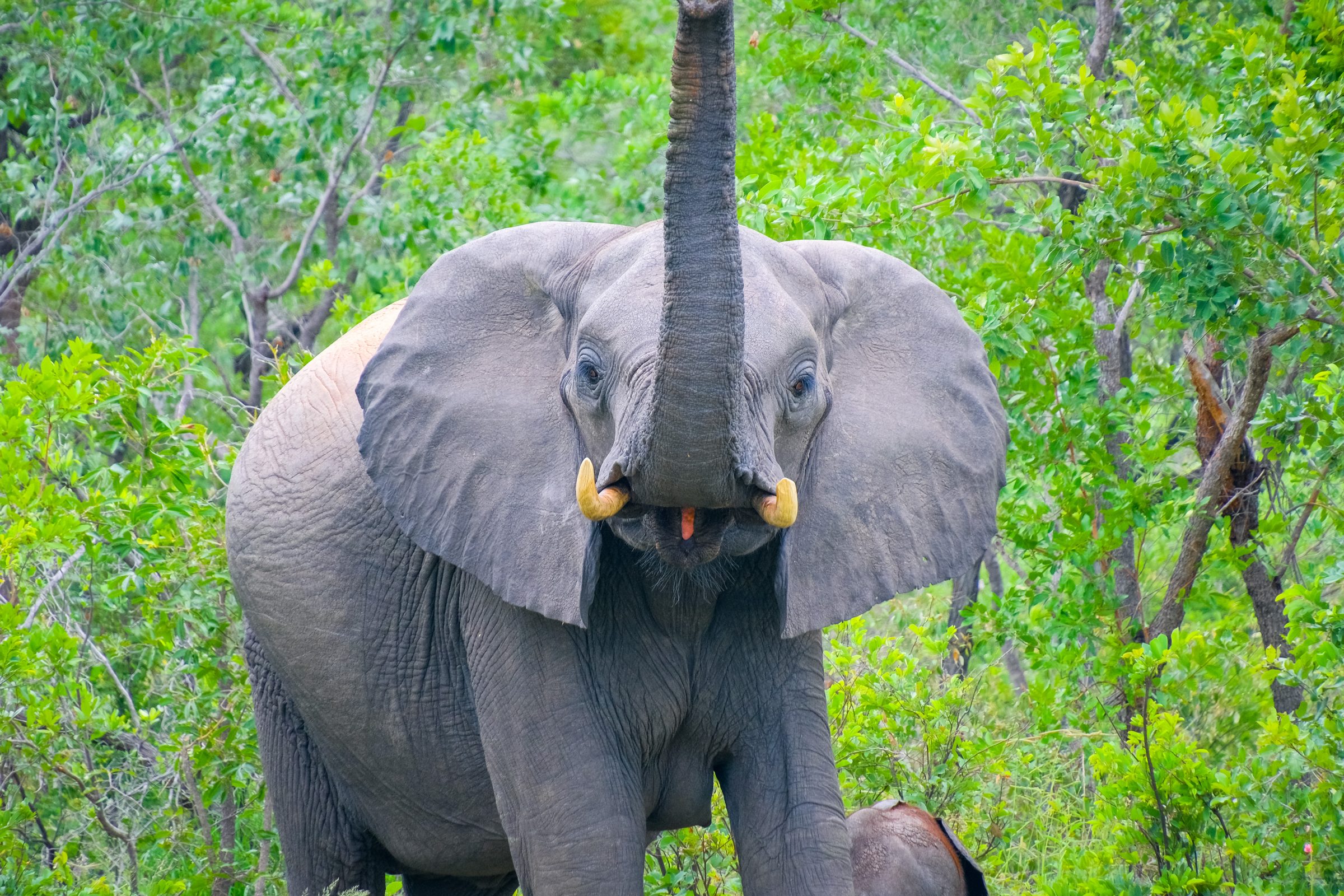 Mama olifant met twee kleintjes groet ons