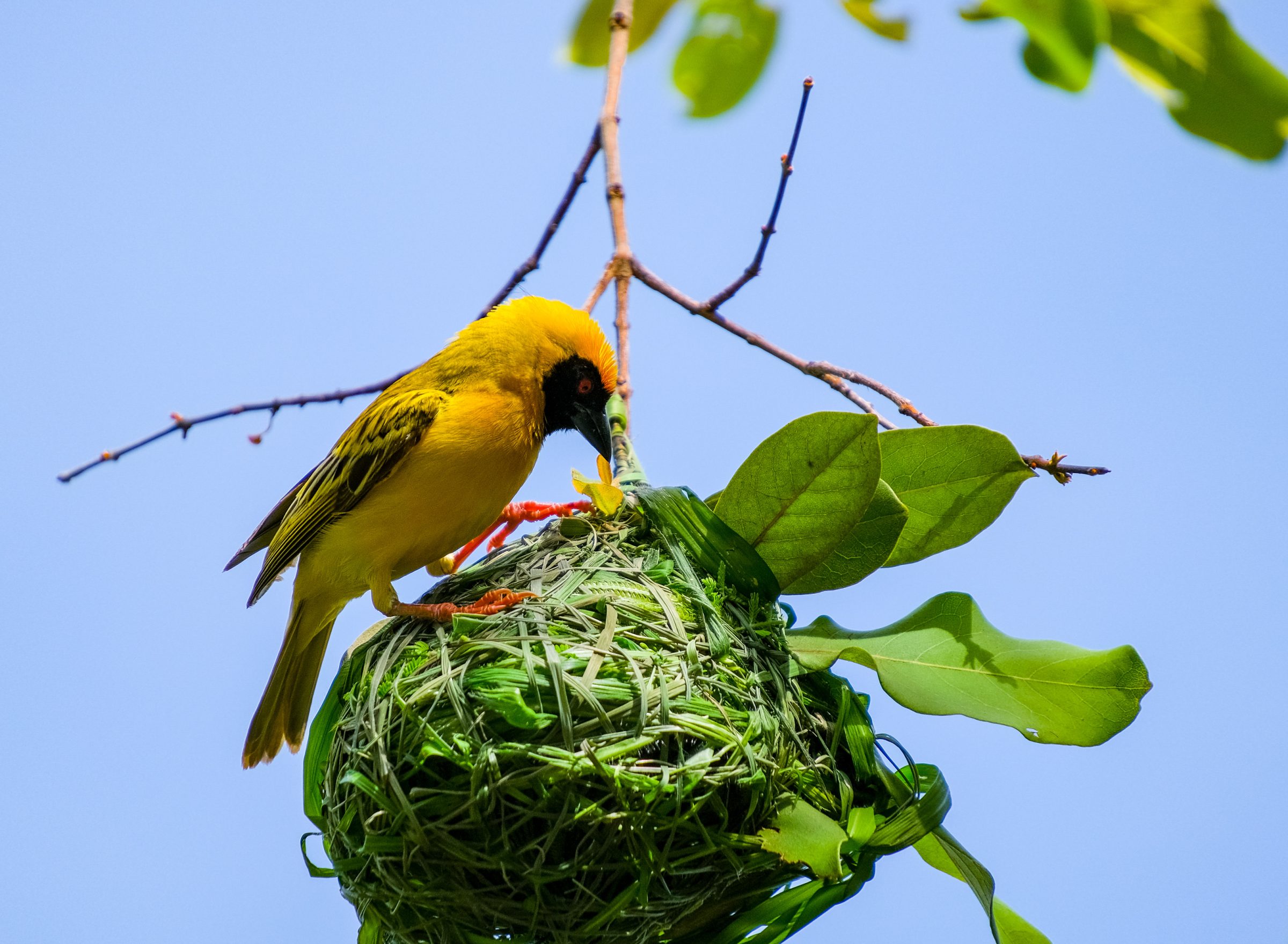 Weaver Bird bezig met een nest bouwen