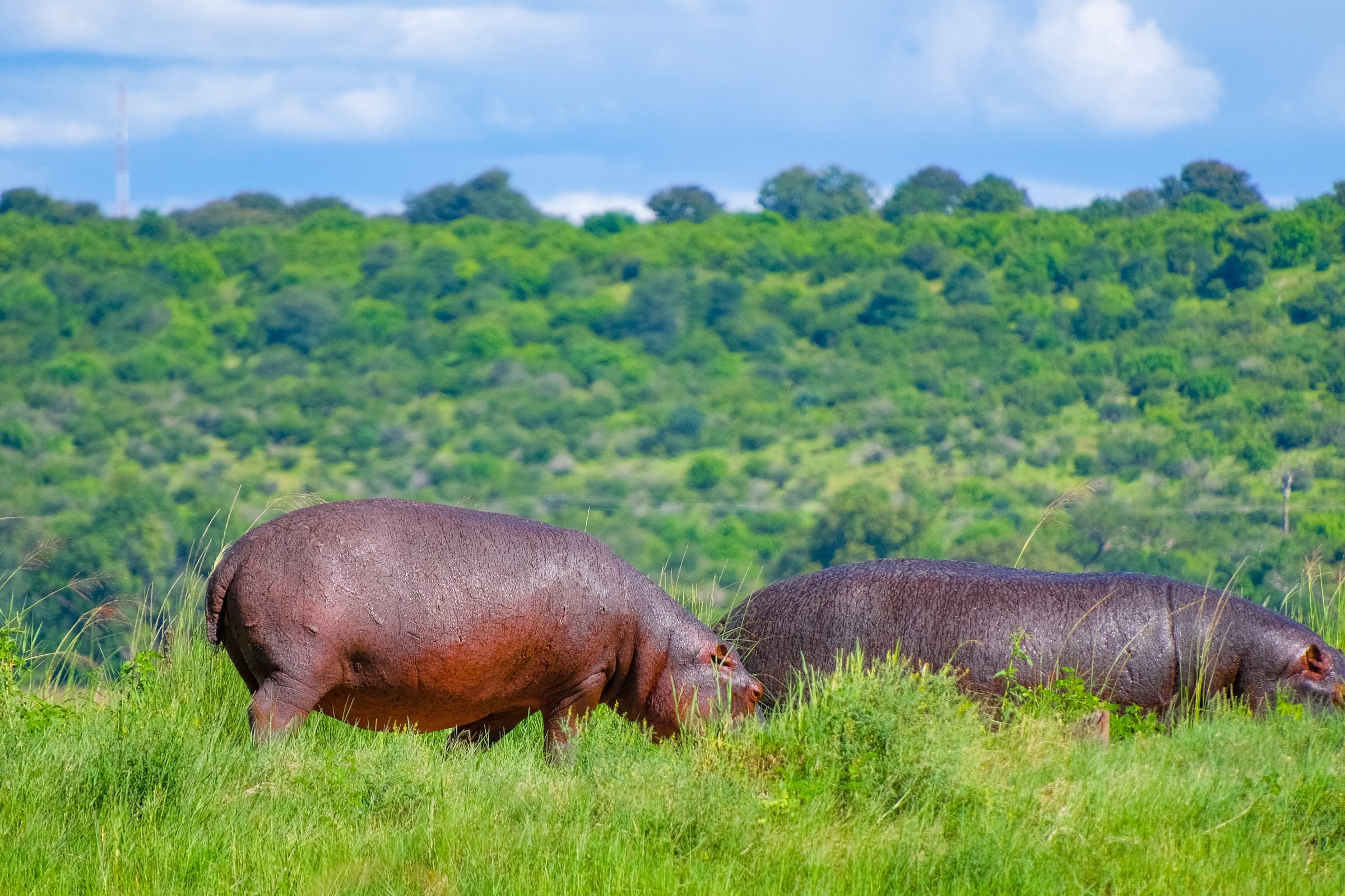 Twee nijlpaarden aan het grazen