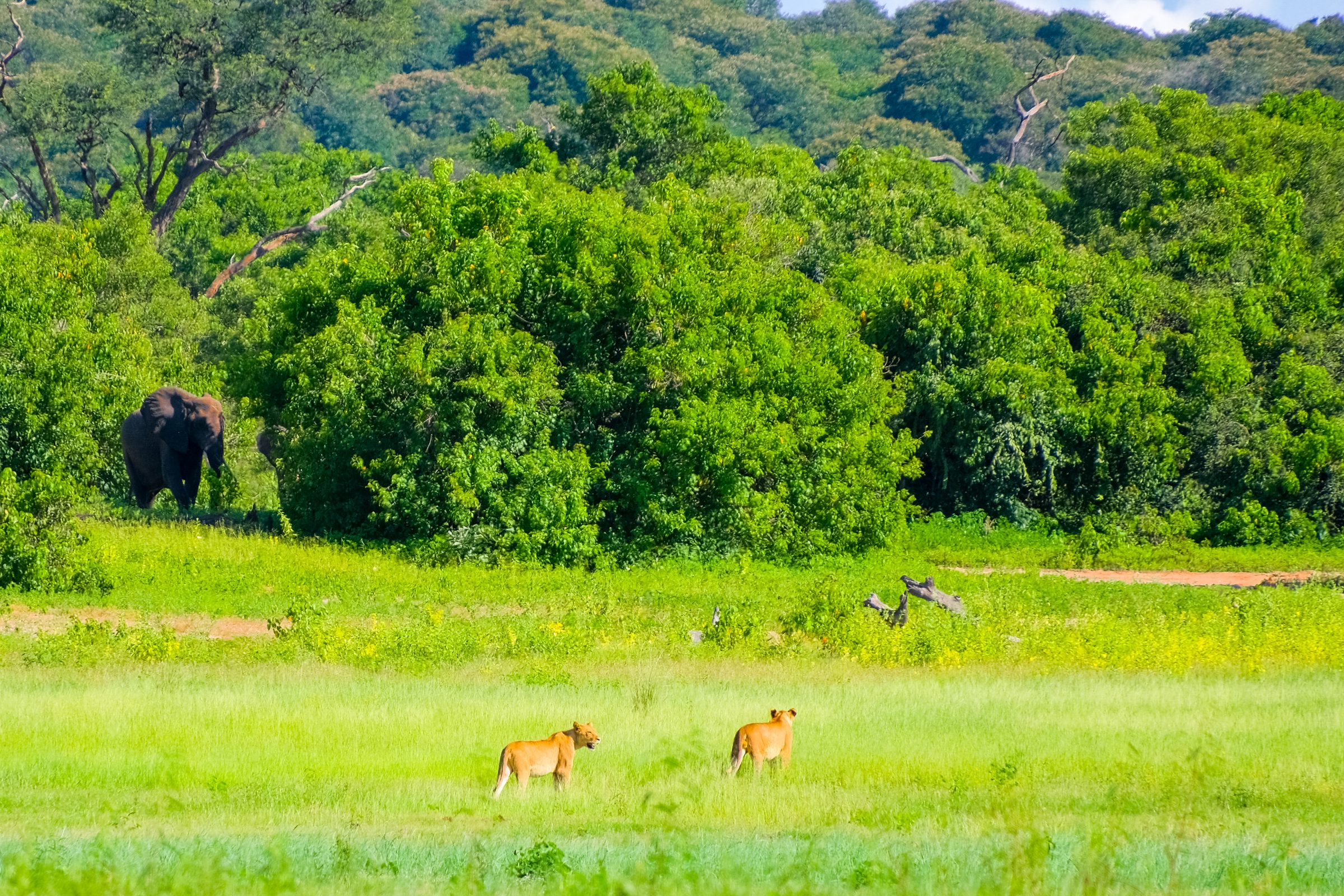 Leeuwinnen en olifanten | Chobe National Park