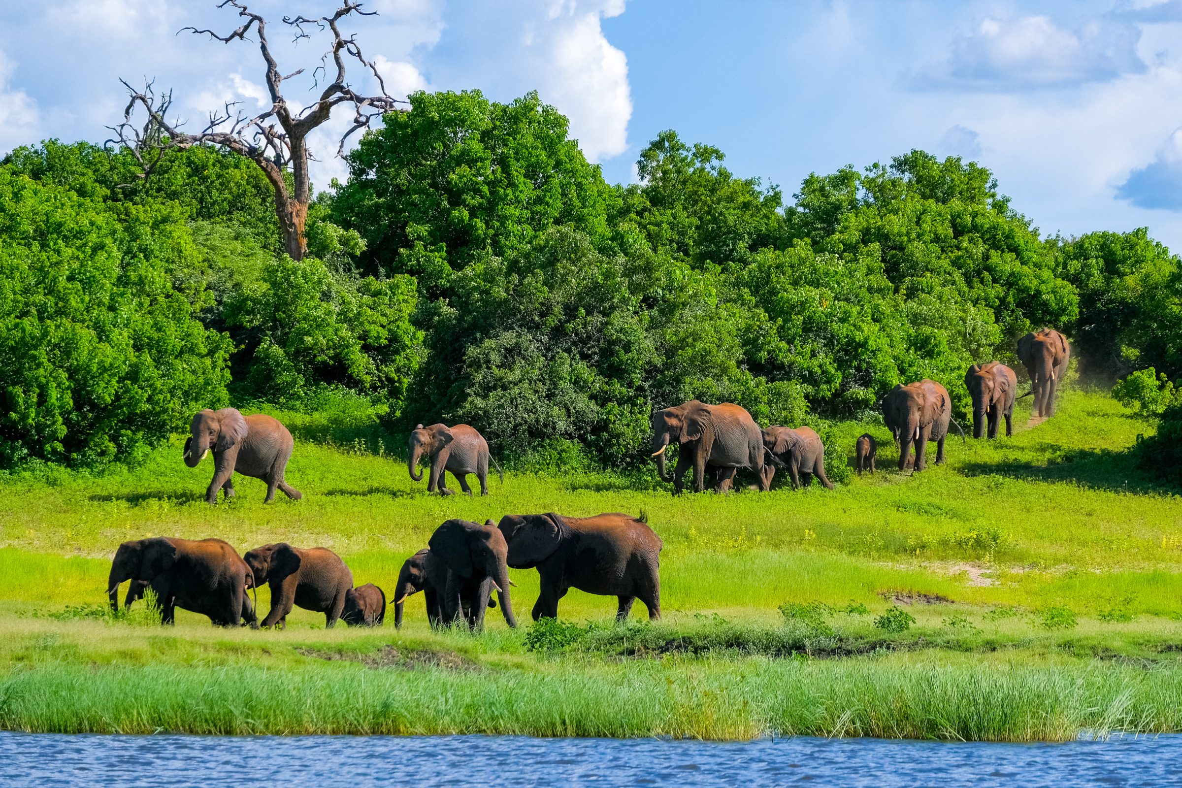 Een grote familie olifanten | Chobe National Park