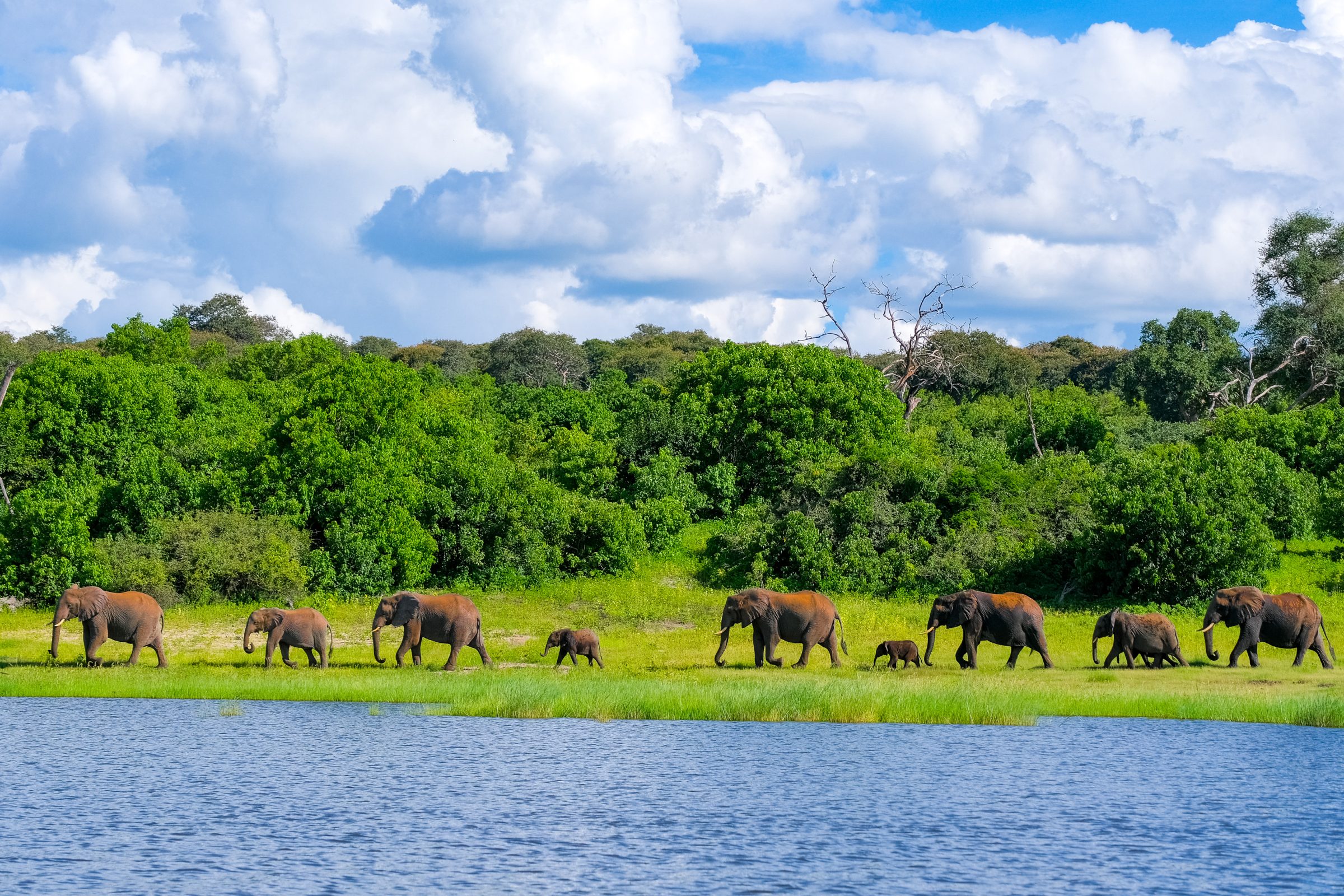 Een olifanten familie wandelt langs de rivier in Chobe National Park