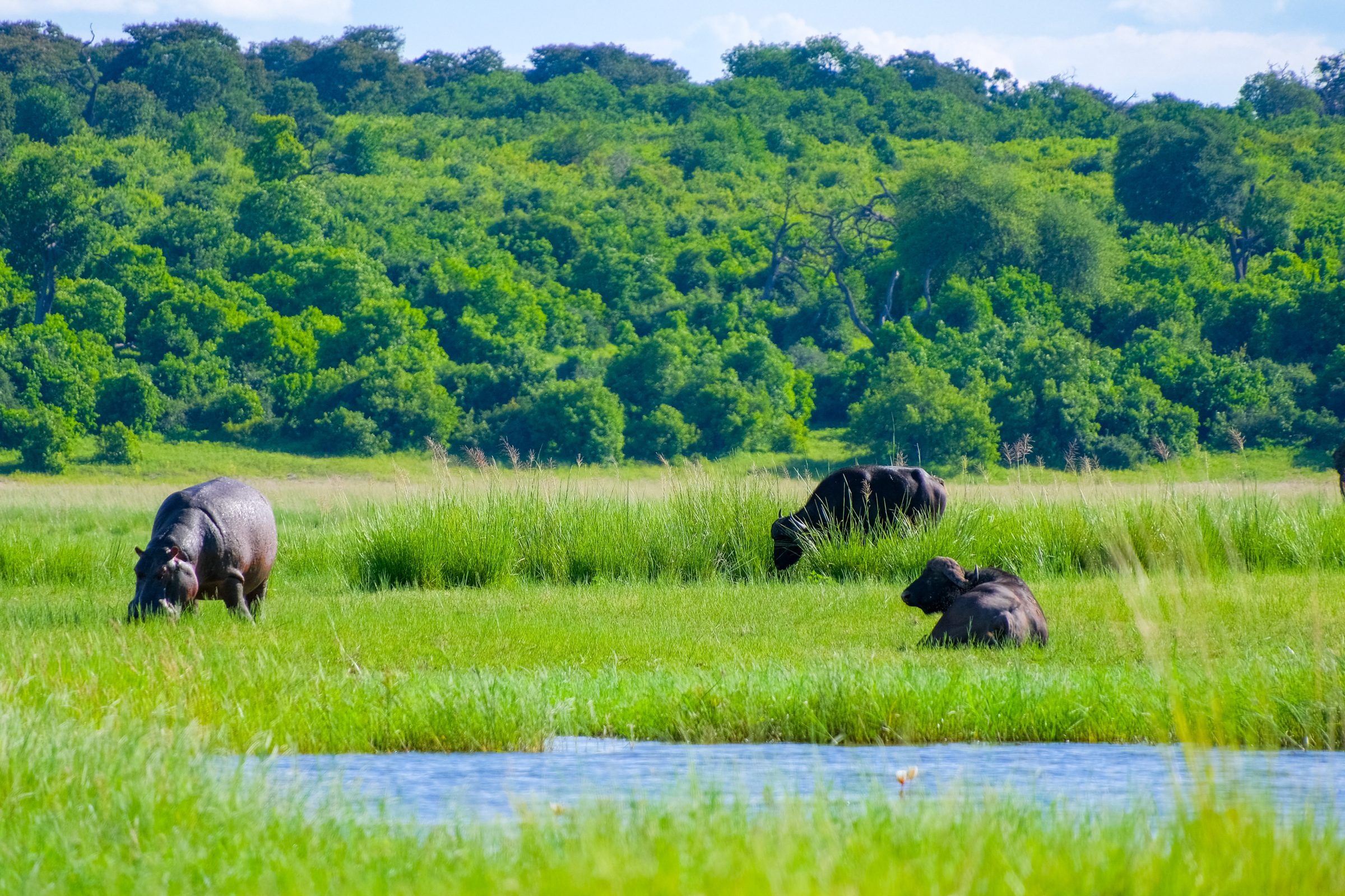 Een nijlpaard en twee buffels in het intens groene gras