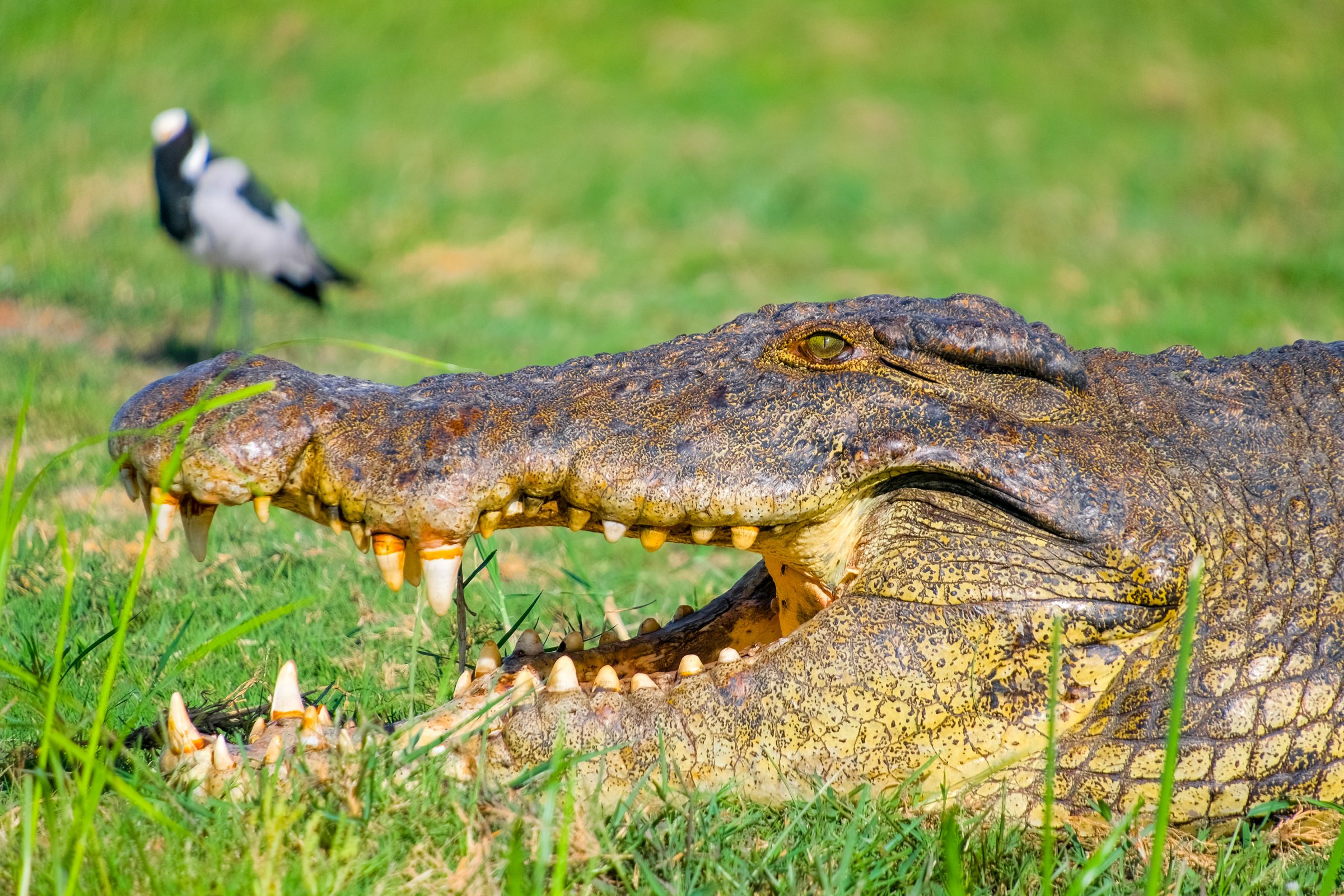 Gigantische krokodil in Chobe National Park