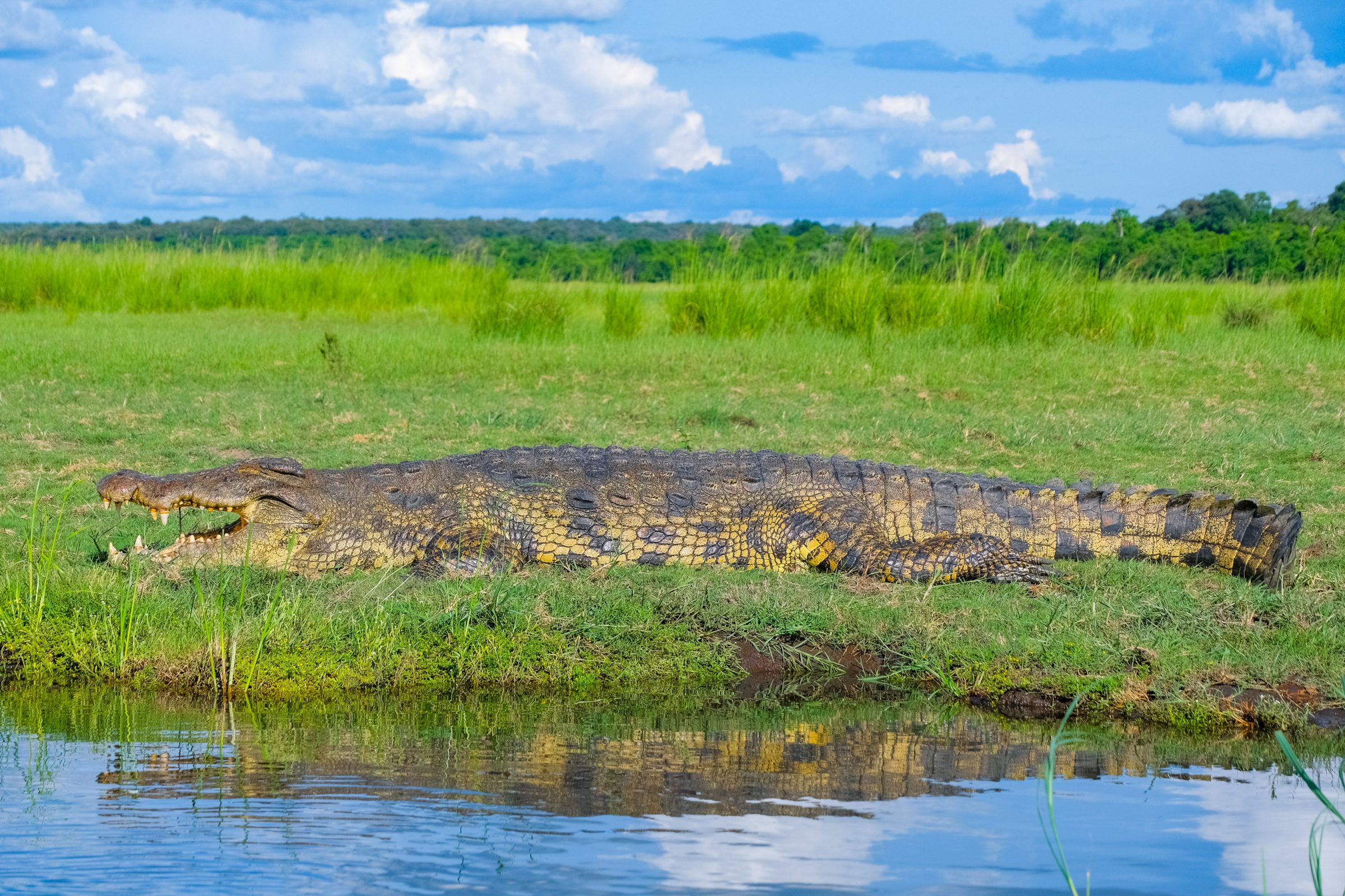 Gigantische krokodil in Chobe National Park