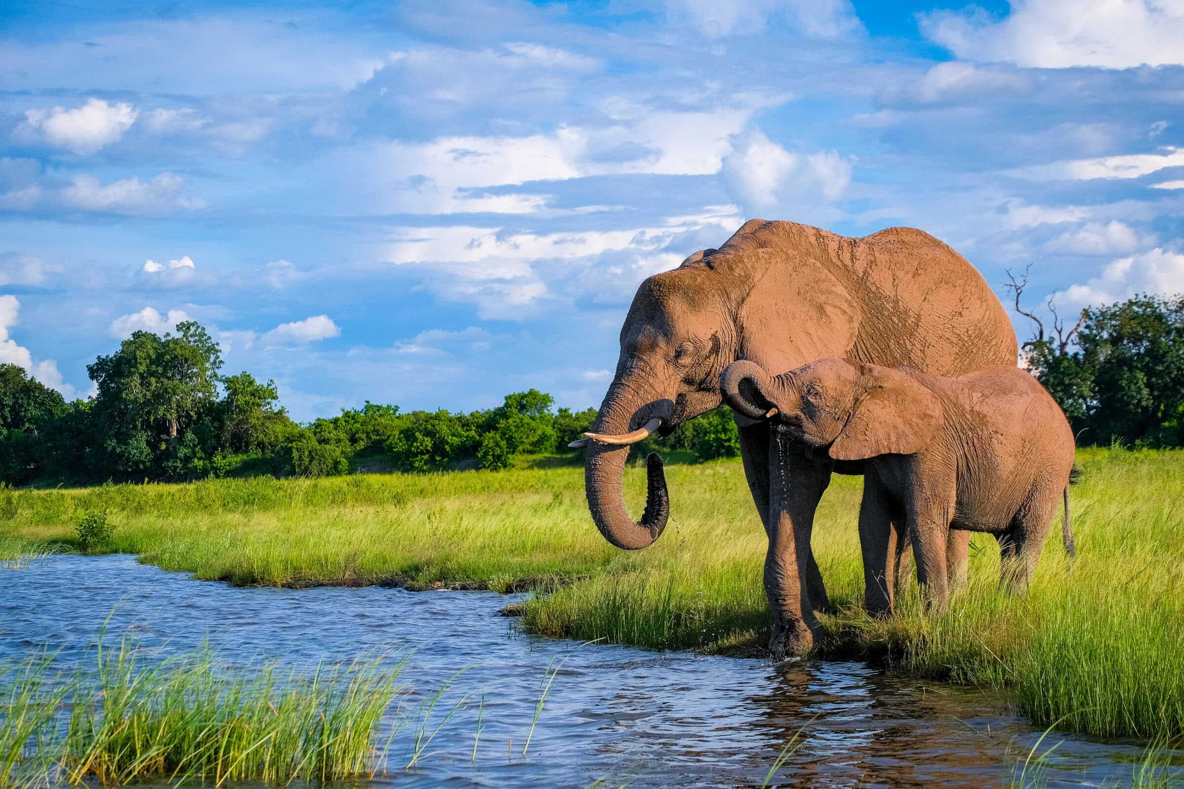 Éléphants dans le parc national de Chobe, Botswana