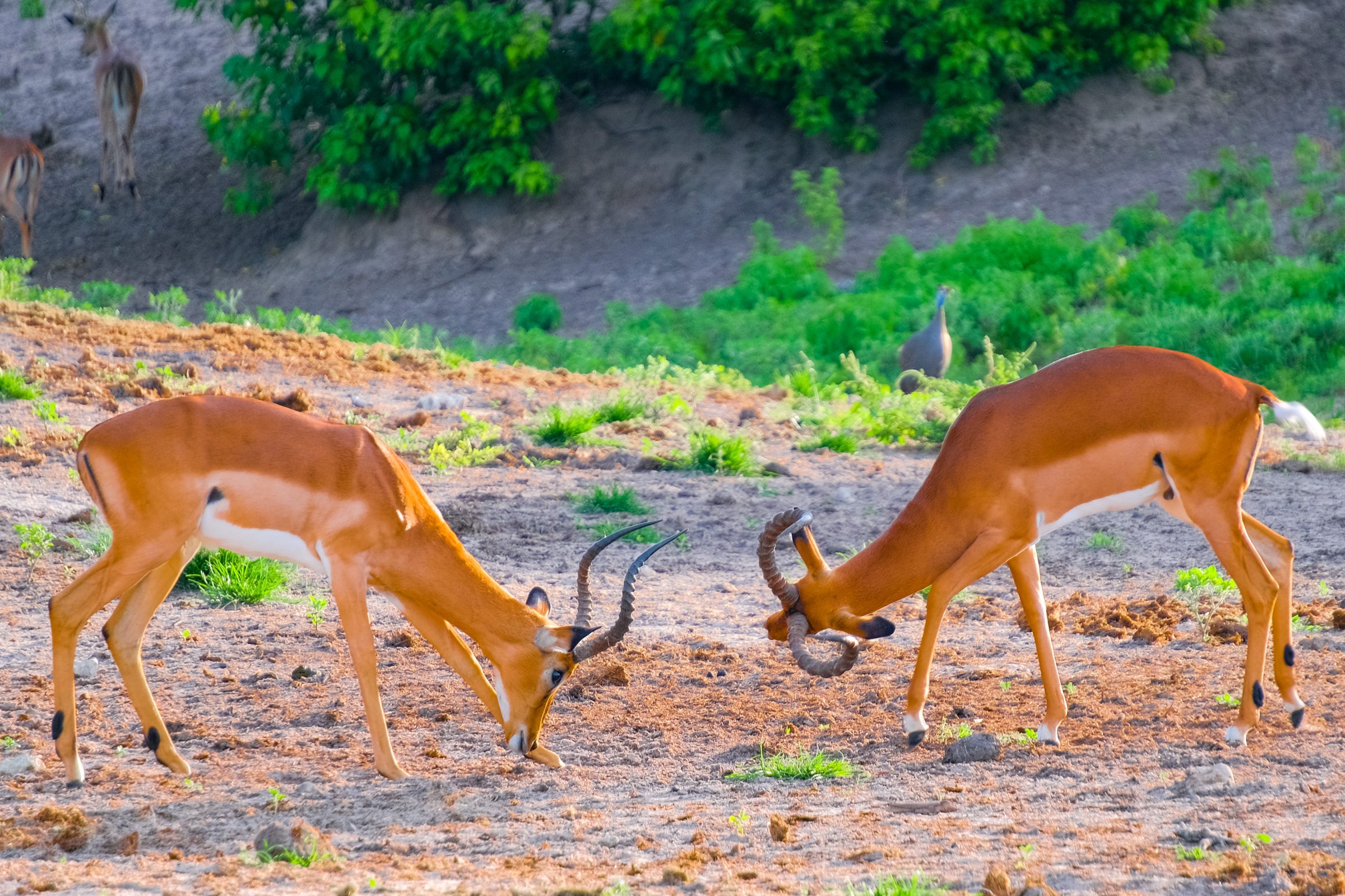 Impala's, jonge mannetjes aan het vechten | Chobe National Park