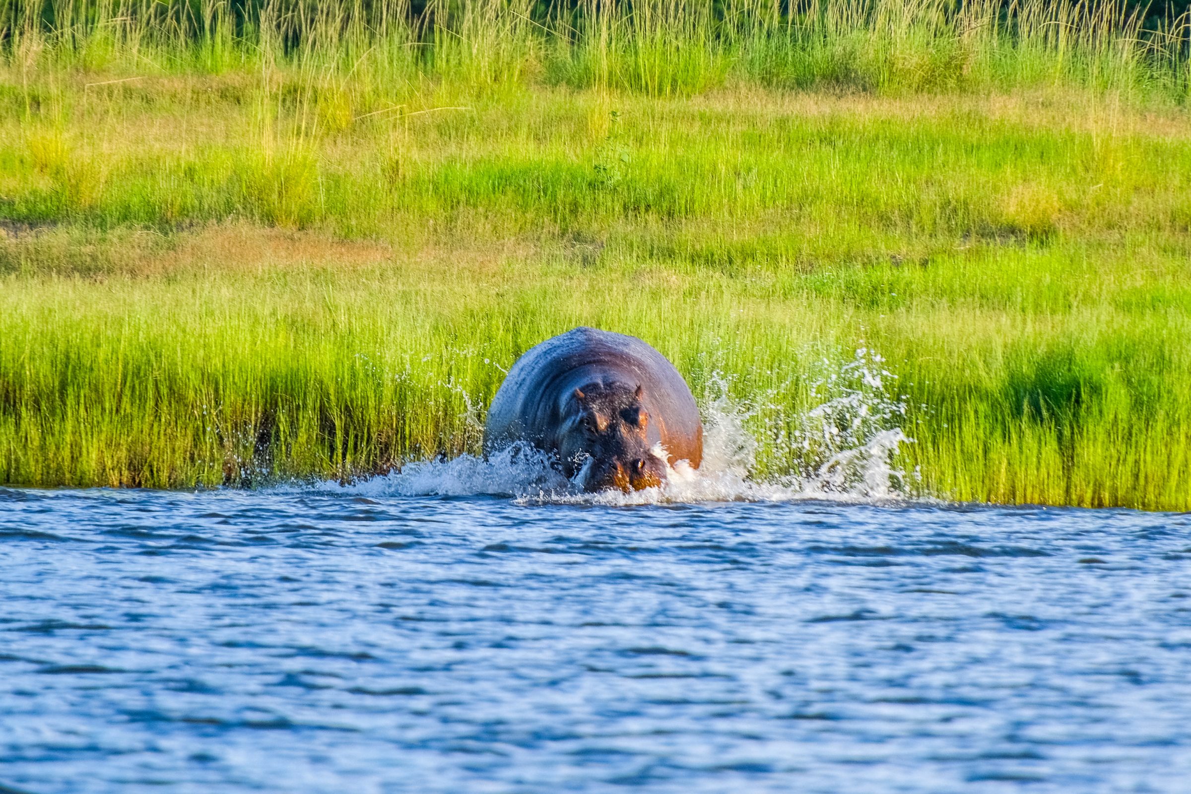 Een nijlpaard die in het water springt