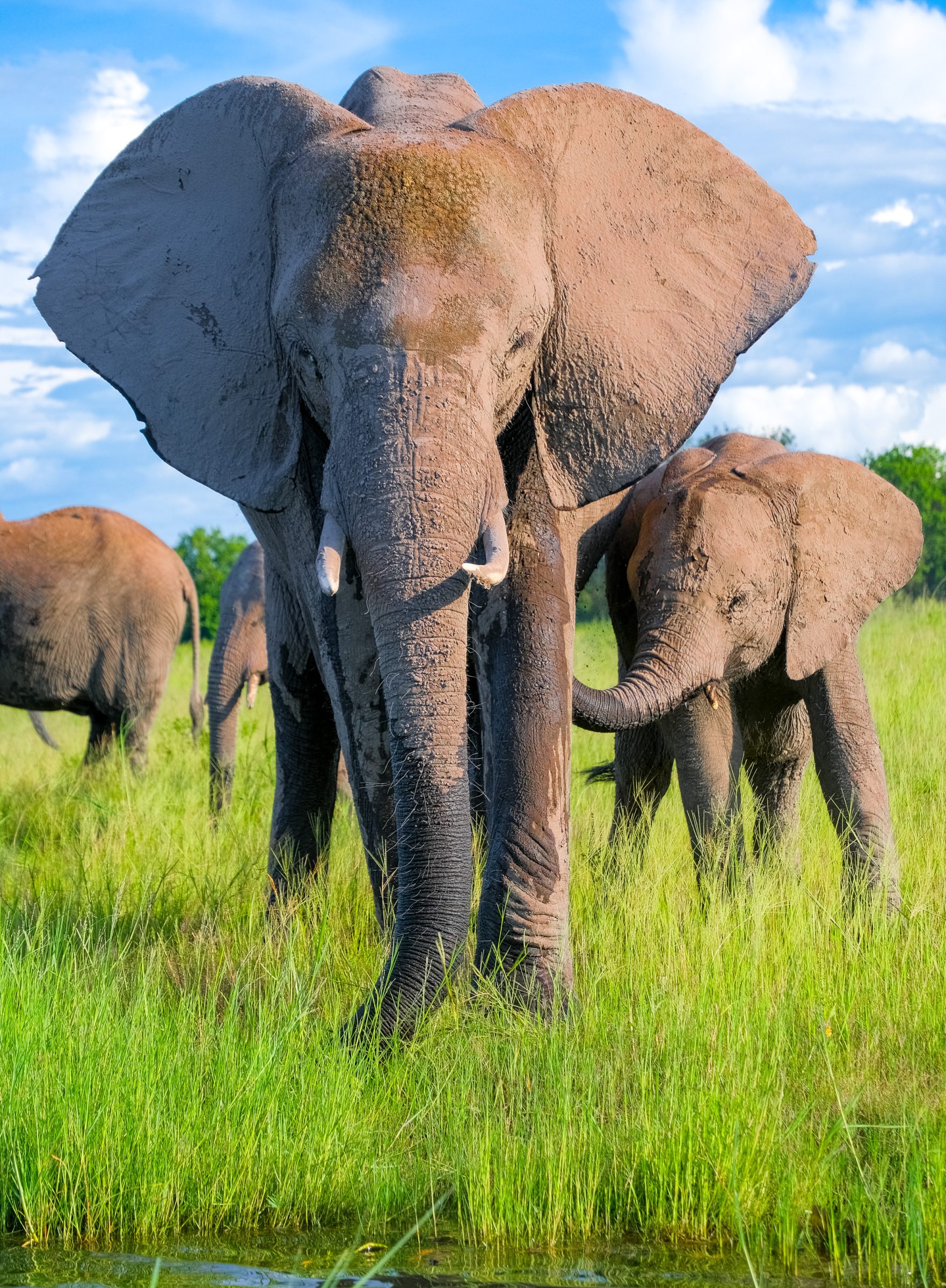 Oog in oog met mama olifant en haar kleintje | Tips voor Chobe National Park