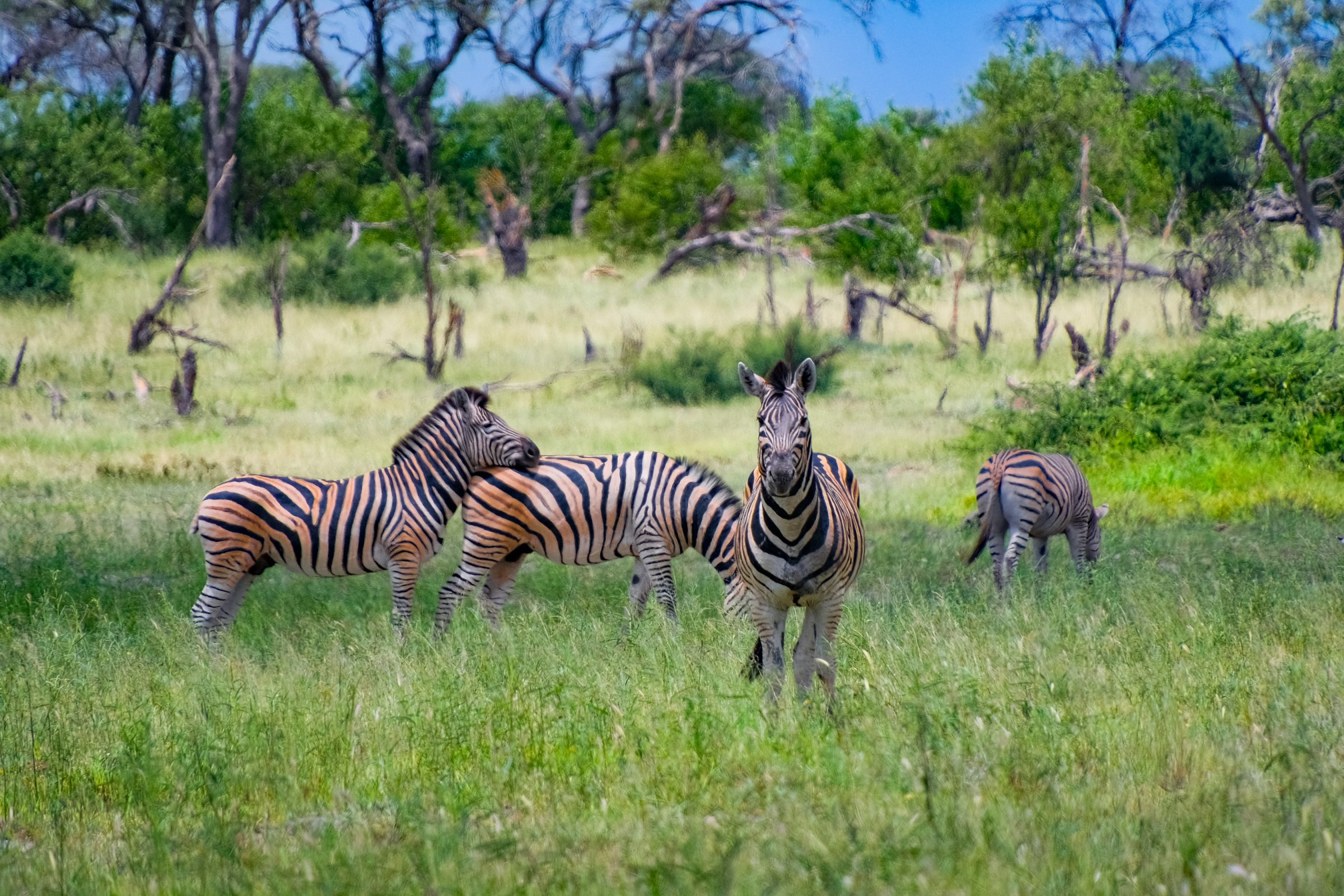 Zebra's kom je vrijwel overal tegen in Botswana, zo ook in Chobe