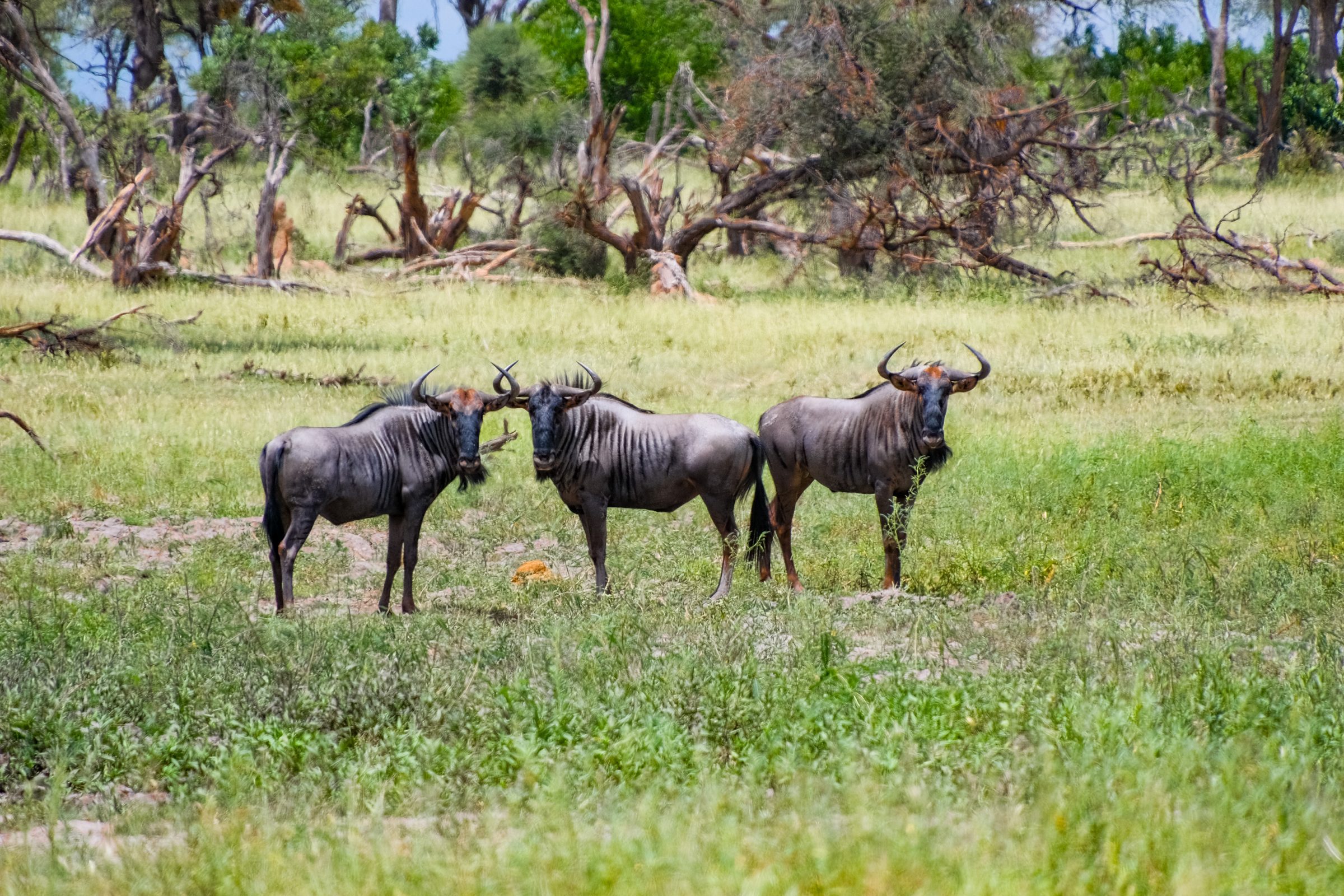 Ook gnoe's (wildebeesten) leven in het park | Chobe National Park