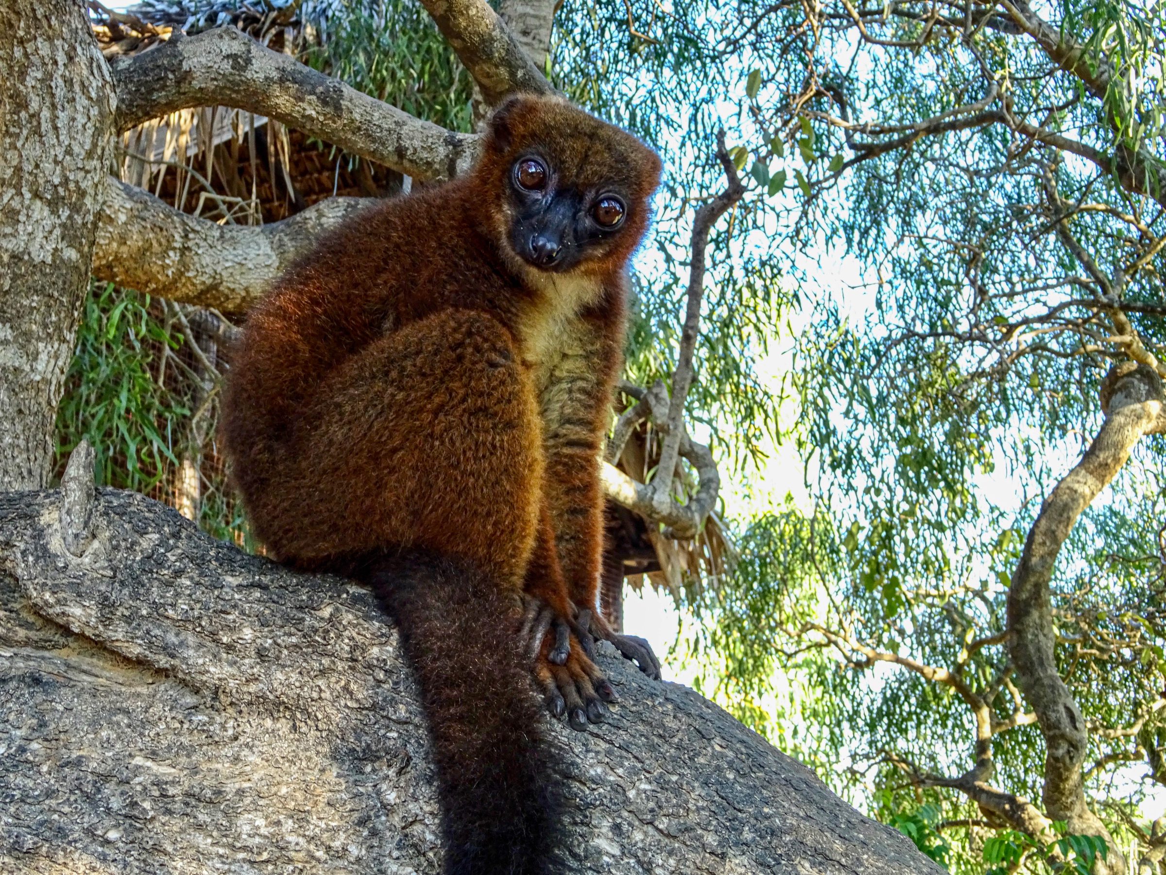 Bruine lemur bij Kimony