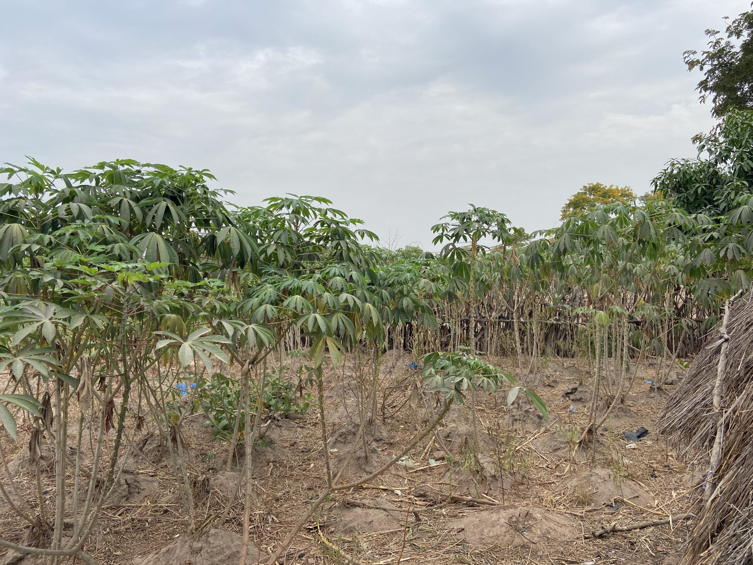 Cassava | Overlanden in Guinee