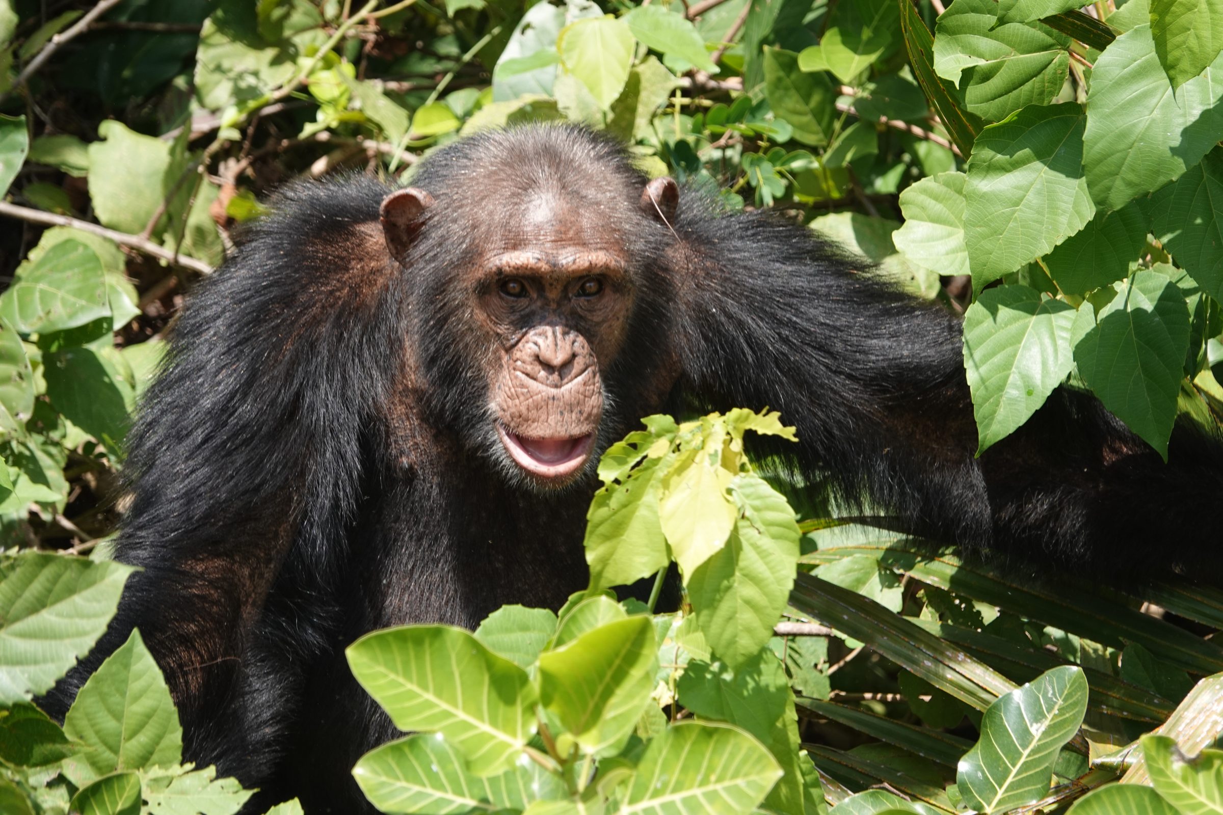 Chimpansee aan de oever | River Gambia National Park