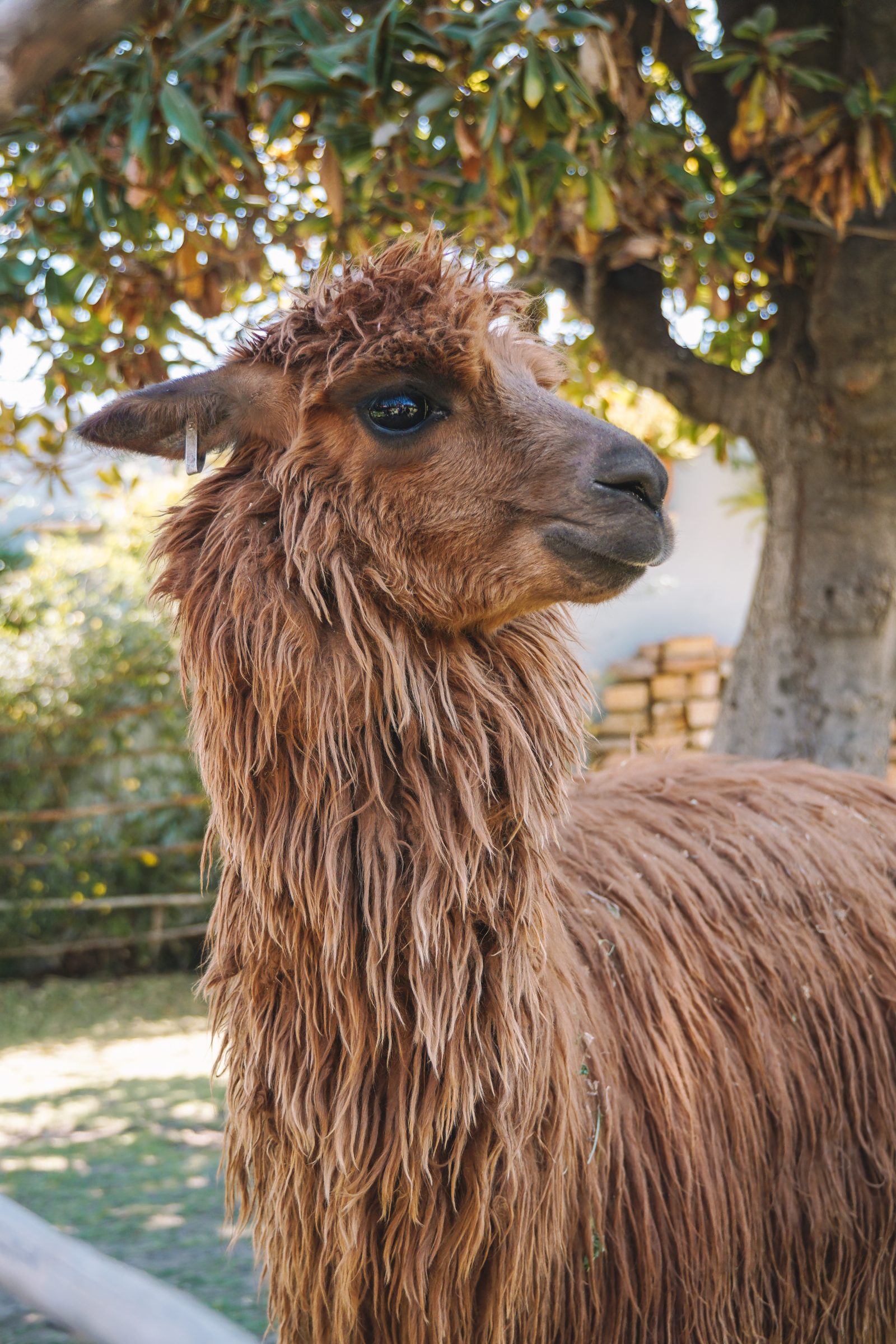 Één van de vele alpaca’s in Peru
