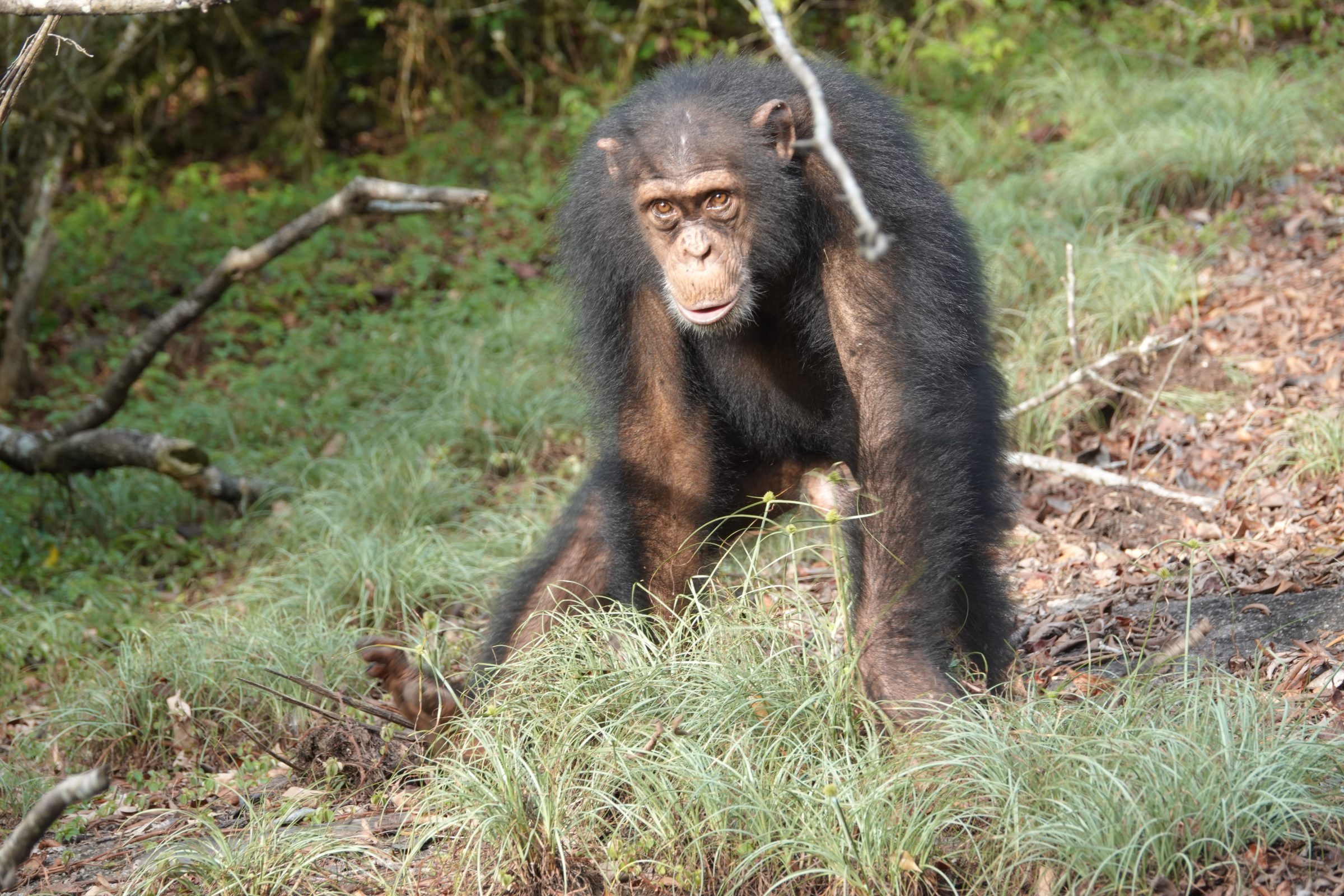 Oog in oog met een chimpansee | National Parc Tai