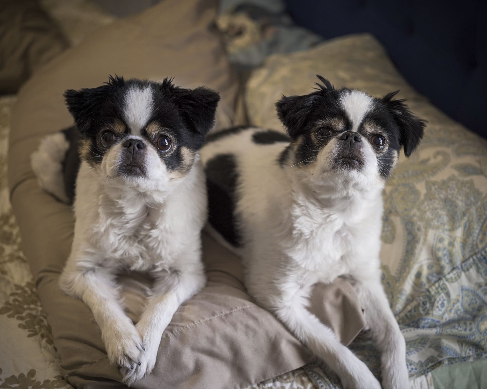 Le nostre gemelle preferite, Maggie & Hazel | House sitter e pet sitter