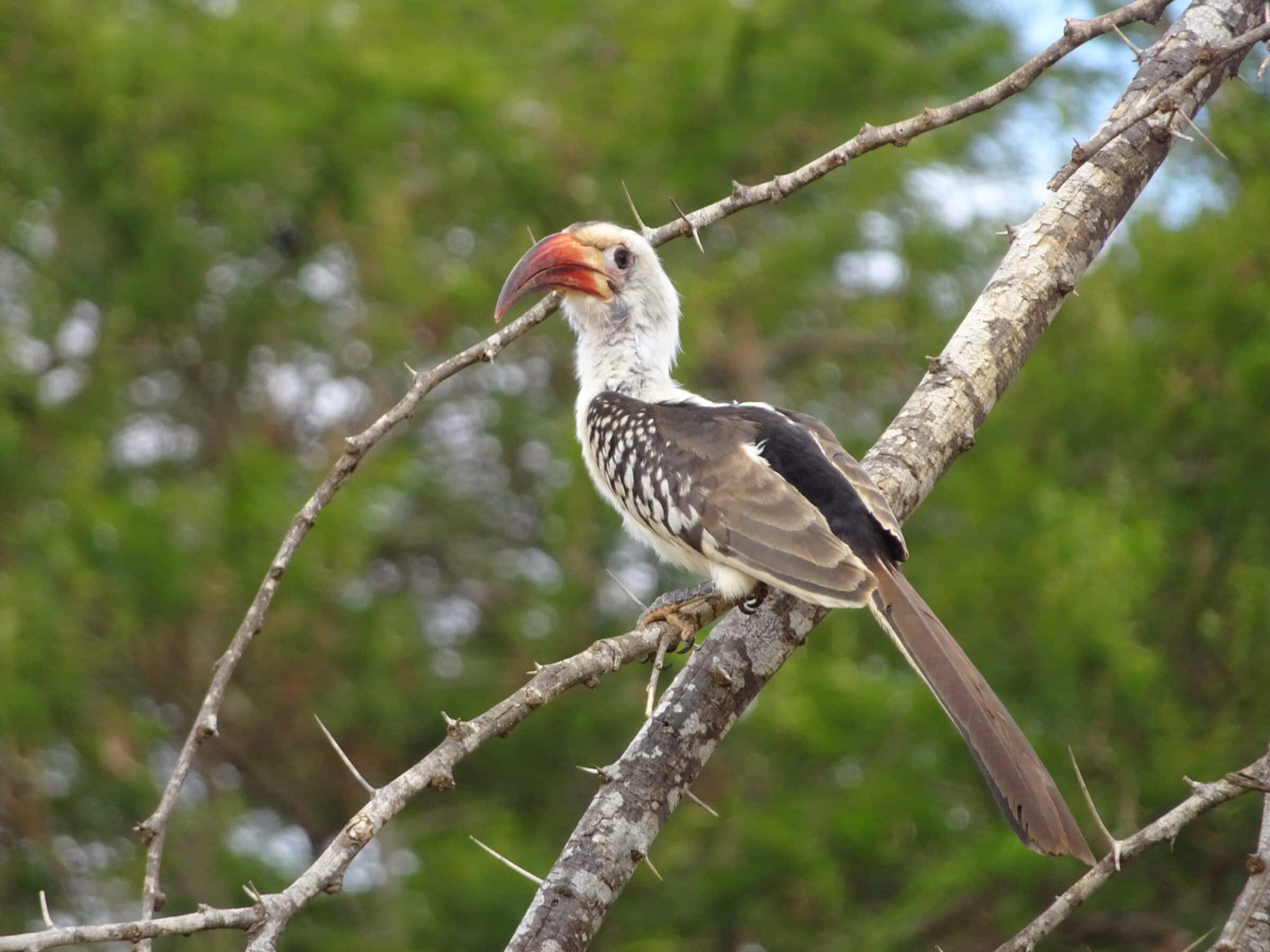 Een hoornvogel bij het restaurant van Sentrim Tsavo East