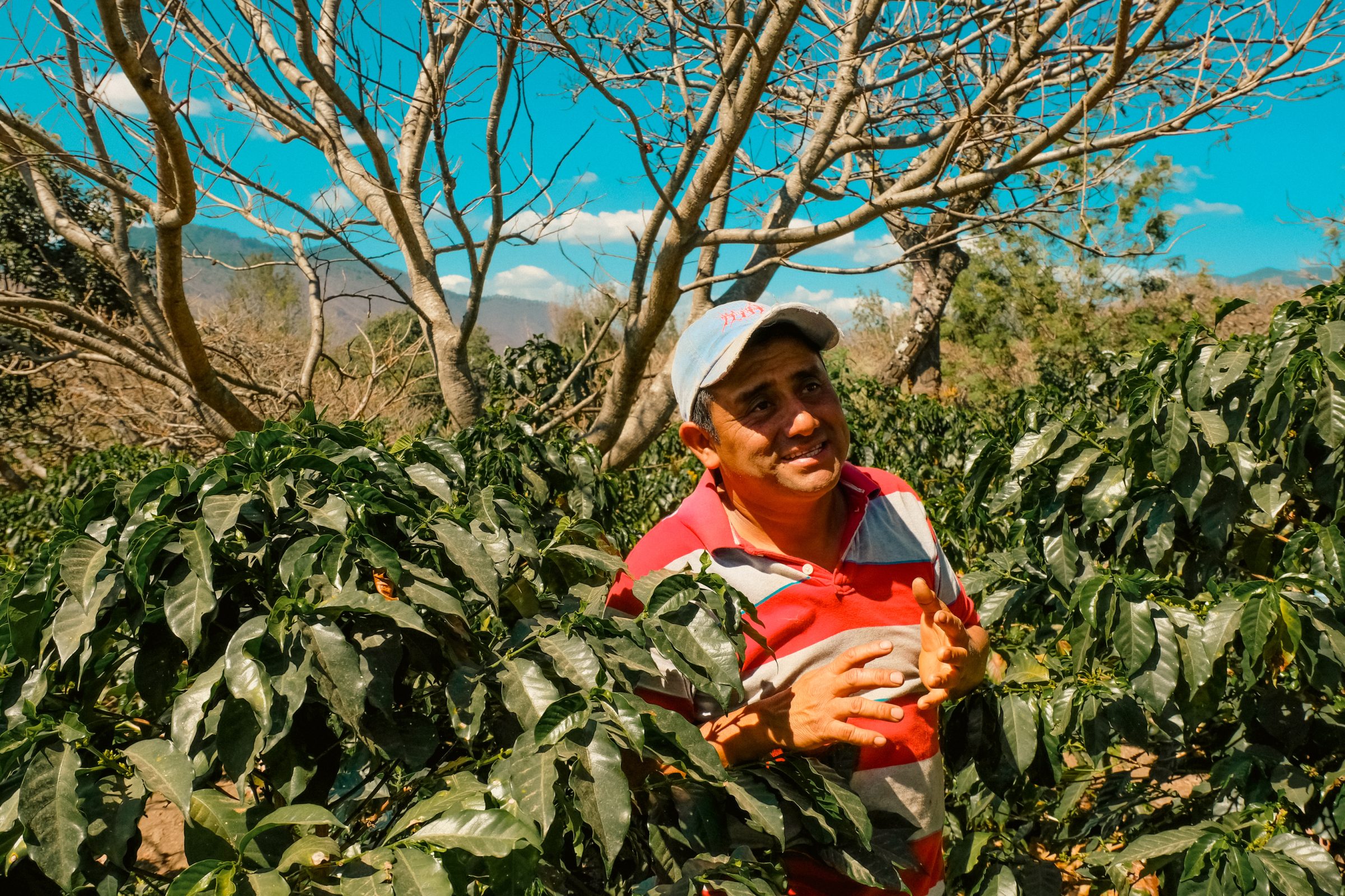 Onze gids tijdens de tour op de koffieplantage bij Antigua