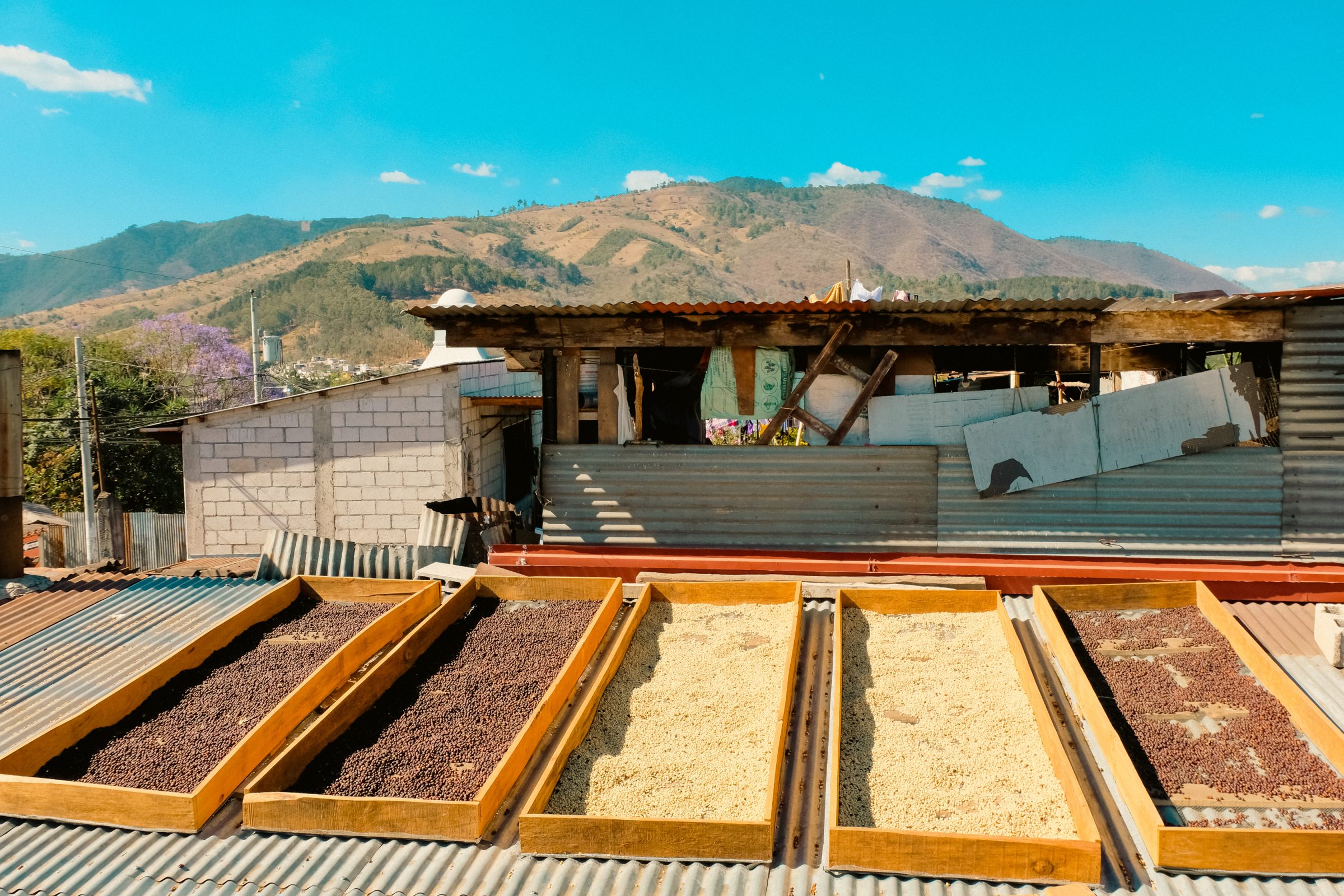 Het drogen van de koffiebonen doen ze in de zon, op de daken van huizen in Antigua