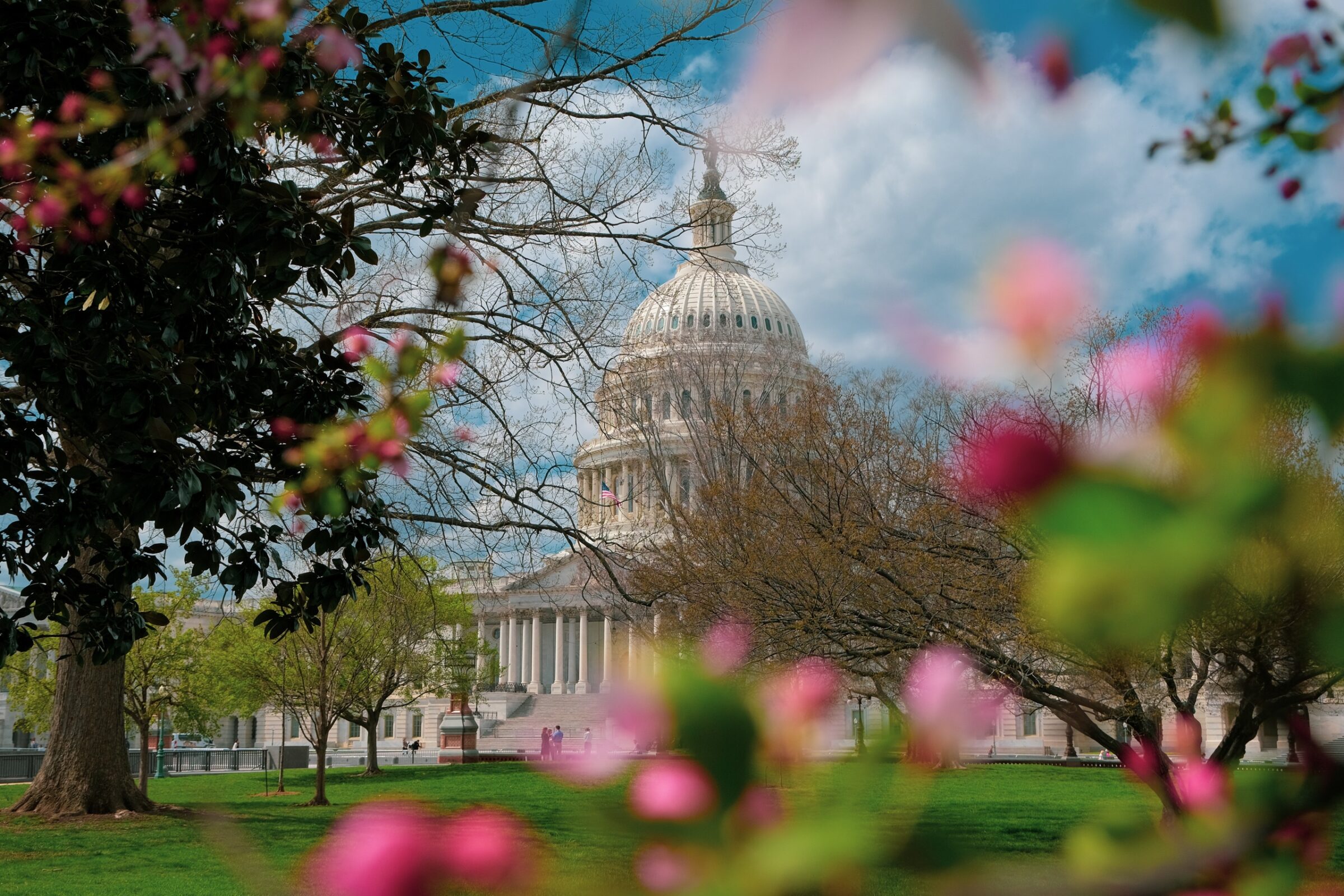 Capitoliums kupol fotograferad genom blommorna | Washington DC