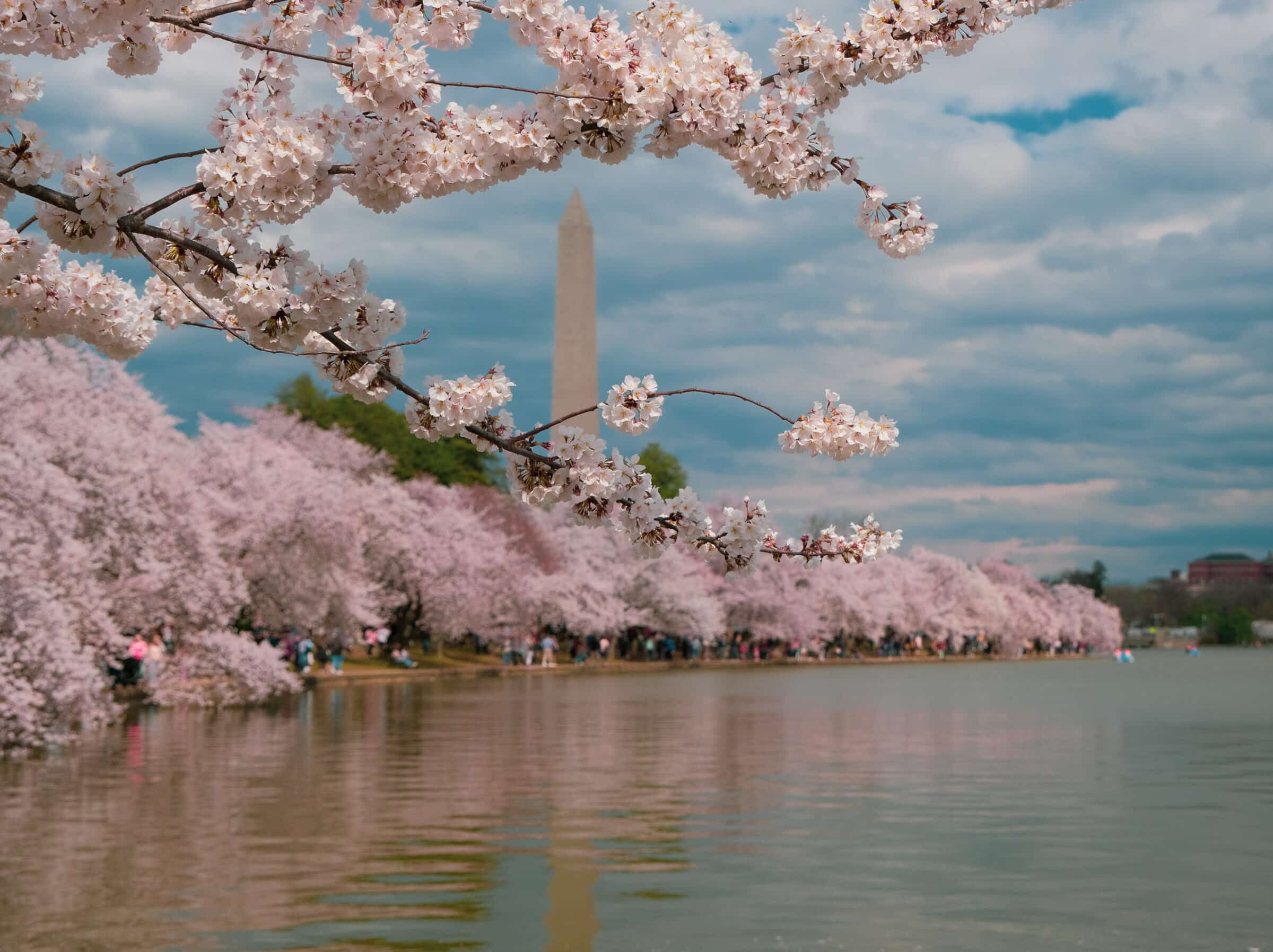 Tidal Basin e il Monumento a Washington dietro il Blossom | Guida di viaggio di Washington DC