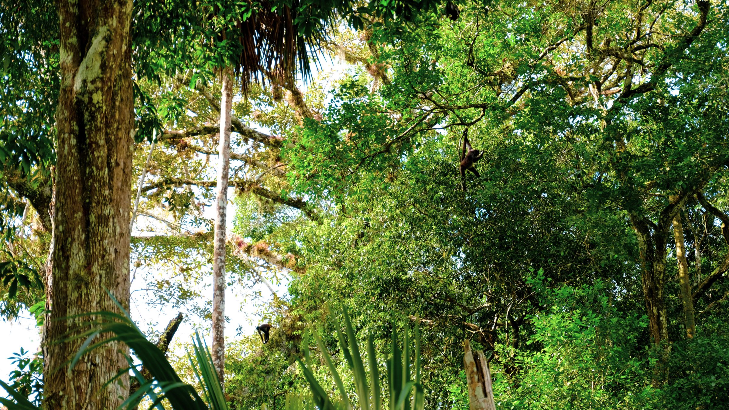 Apen en andere dieren slingeren in de boomtoppen | Tikal Nationaal Park