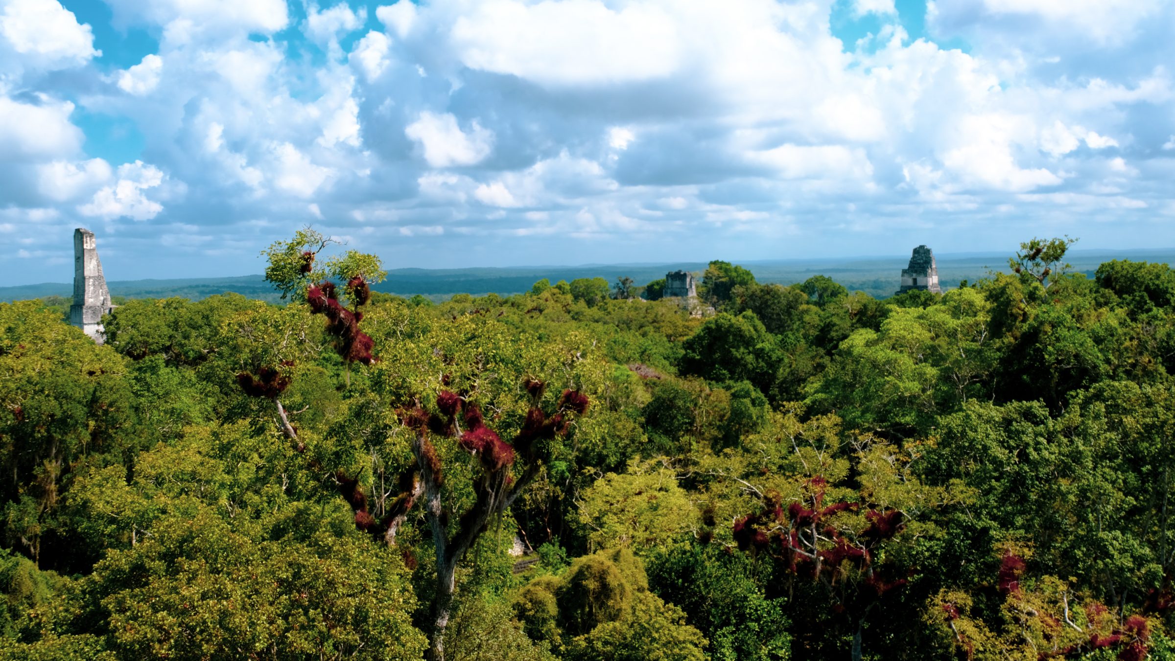 De top van de jungle en toppen van tempels | Tikal Nationaal Park