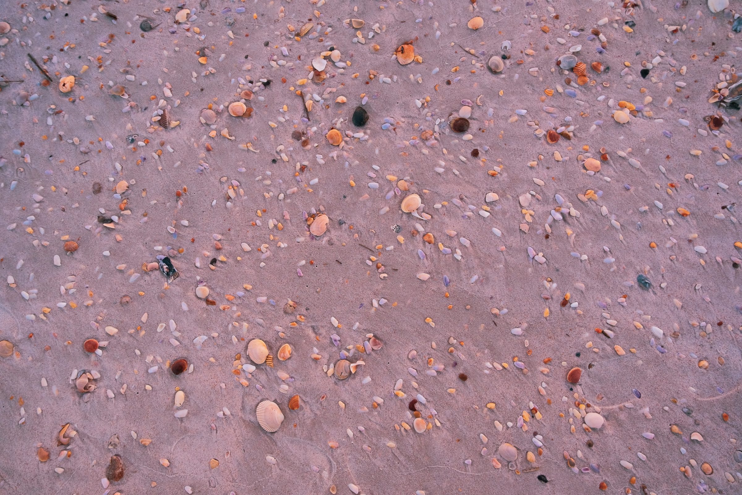 De vele schelpjes op het strand in Florida