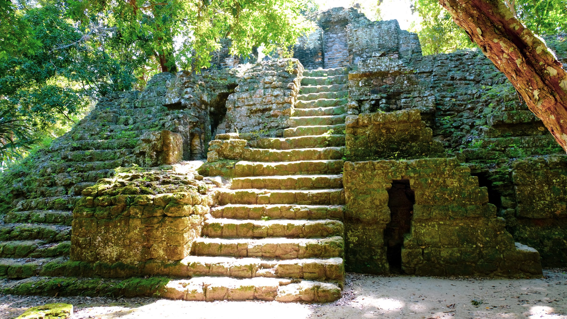 Wanneer de mens niets doet, neem de jungle hier in rap tempo alles weer terug tot de natuur | Tikal Nationaal Park