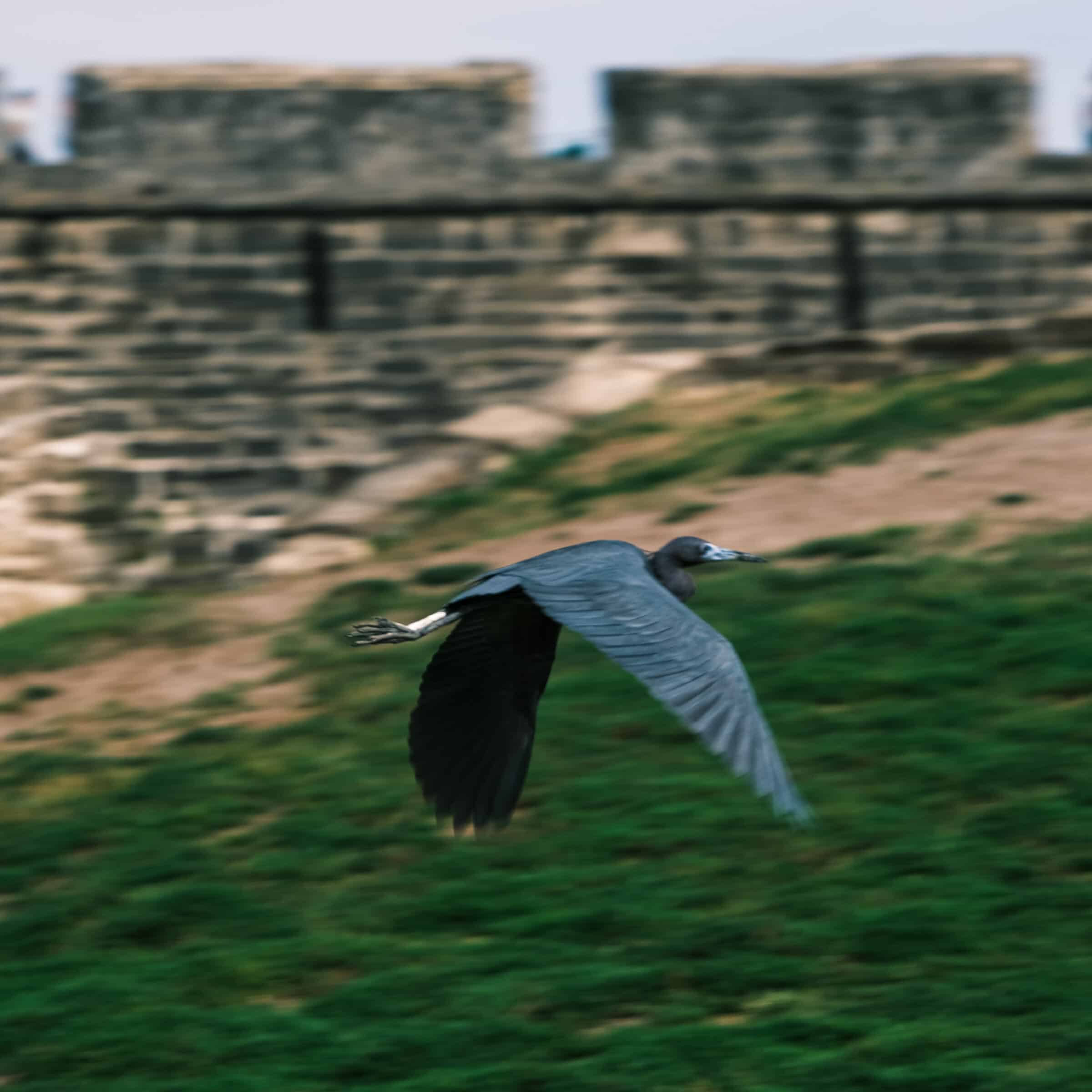 De vogel vliegt weg bij Castillo de San Marcos