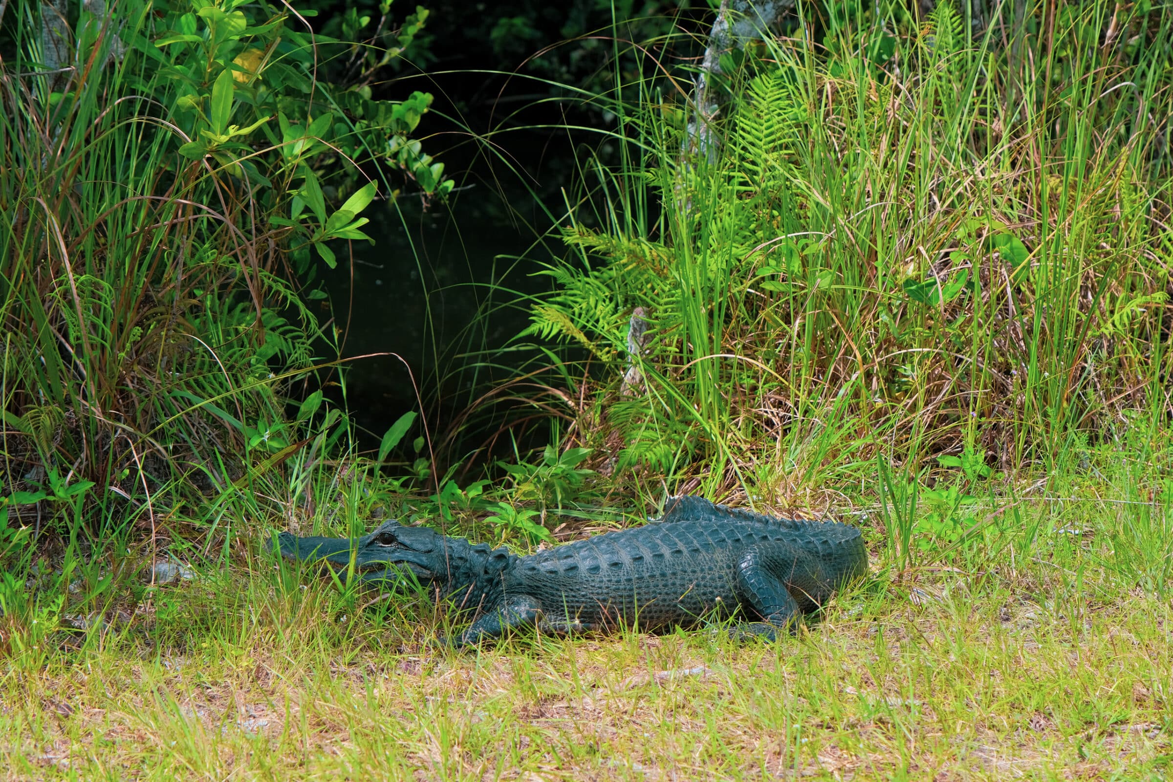 Een alligator langs de weg | Loop Road Scenic Drive